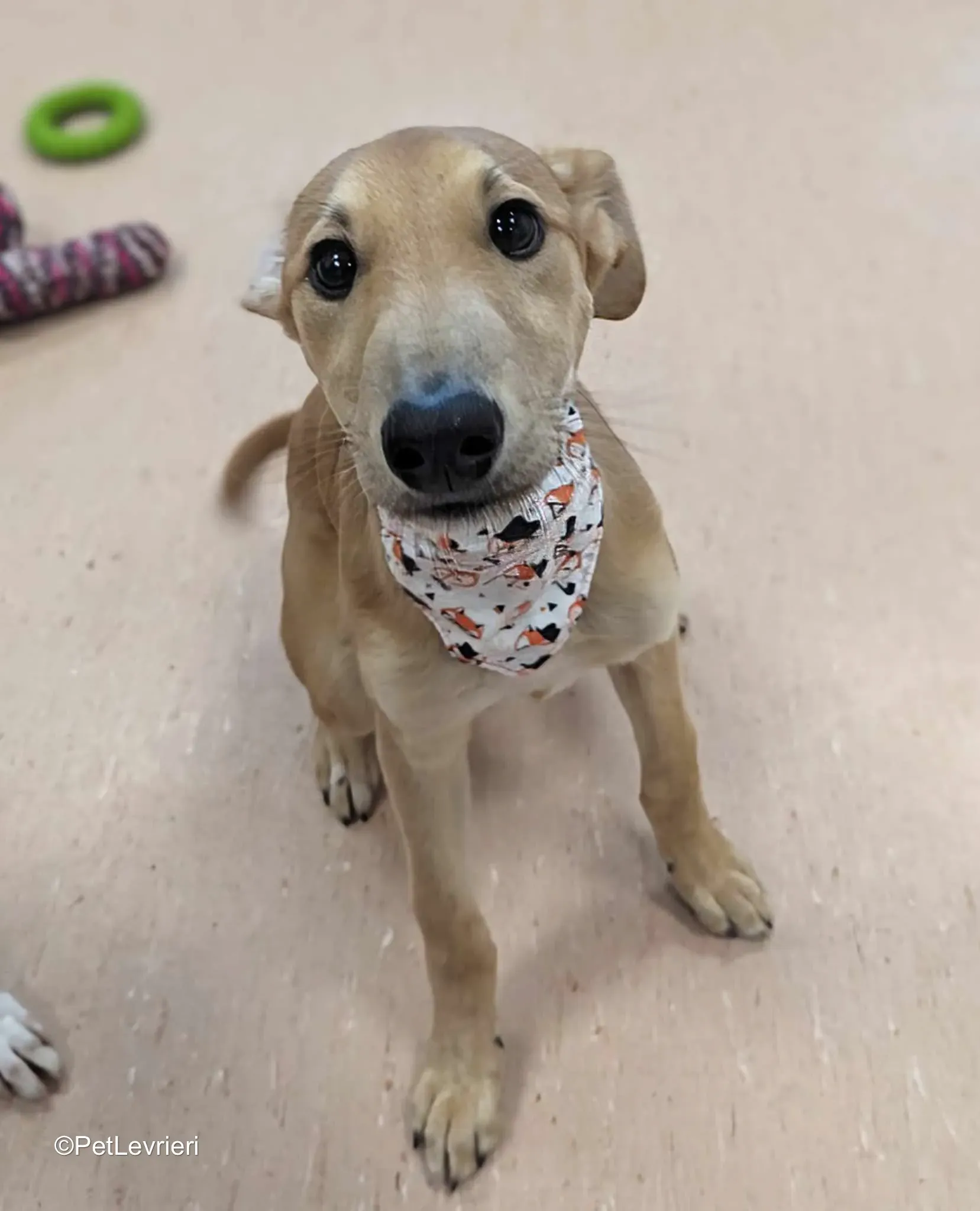 Deren adozione greyhound 27