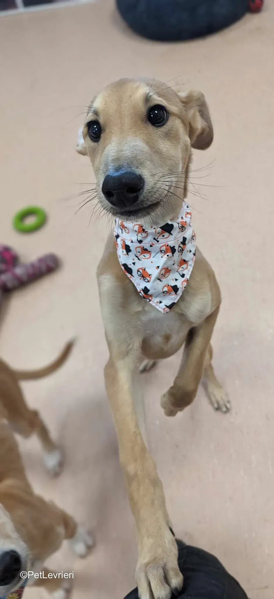 Deren adozione greyhound 28