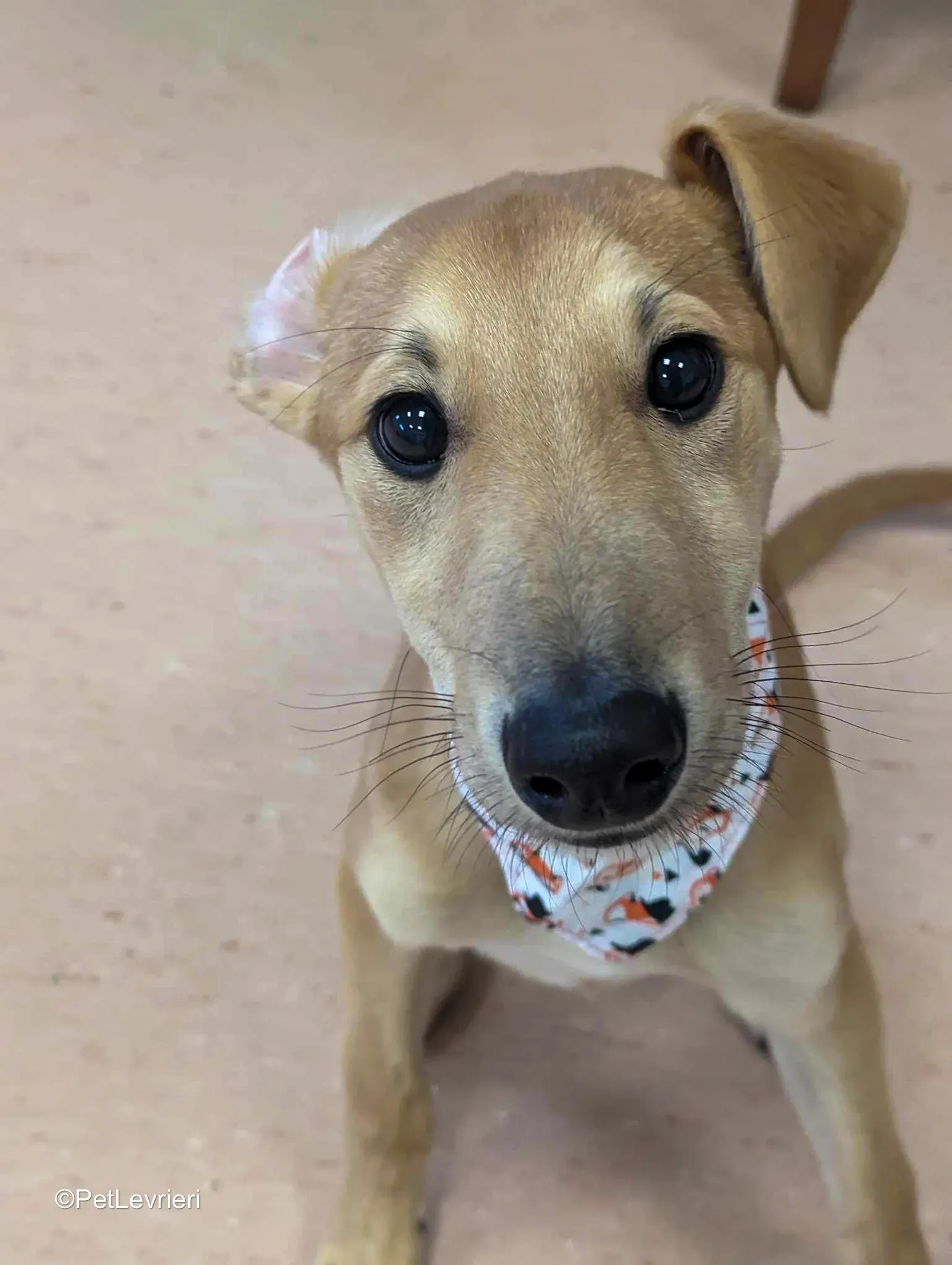 Deren adozione greyhound 29