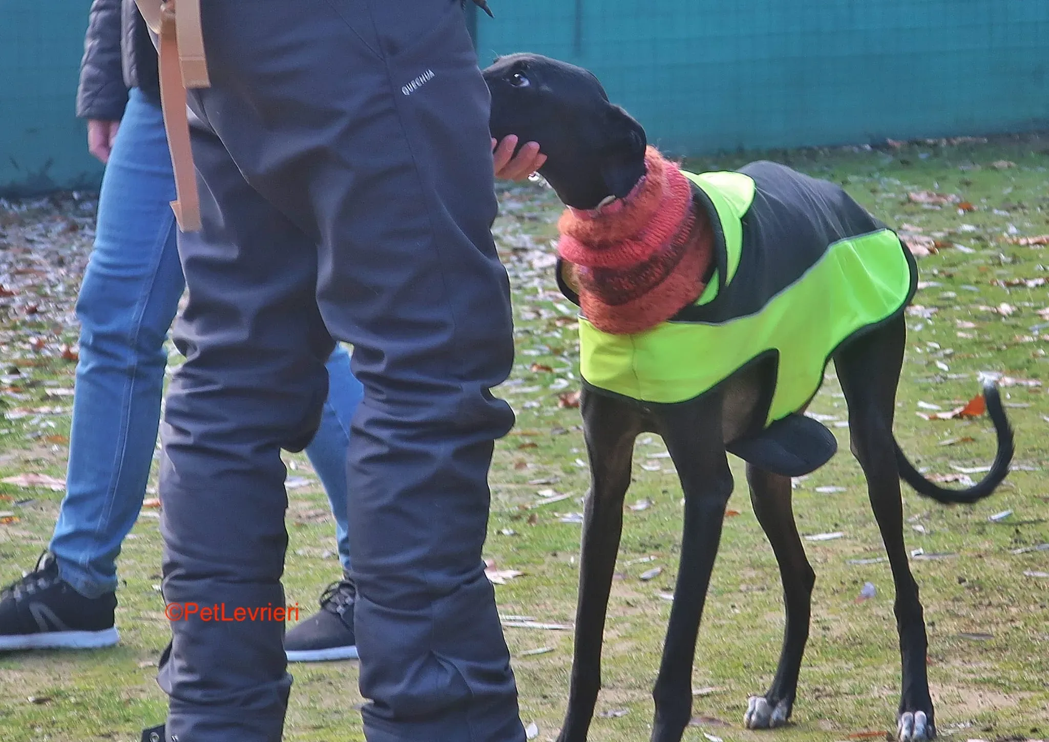 Derin adozioni levrieri galgo 1