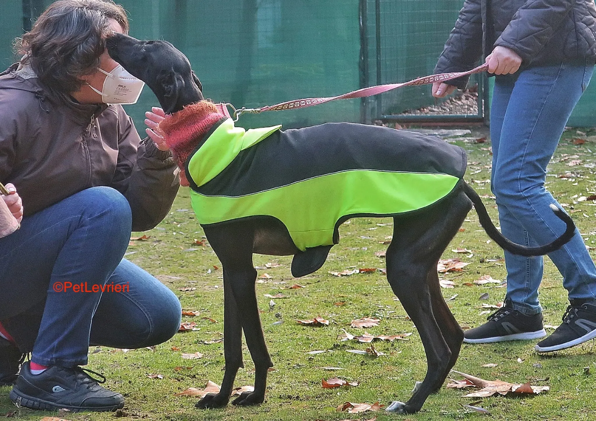 Derin adozioni levrieri galgo 10