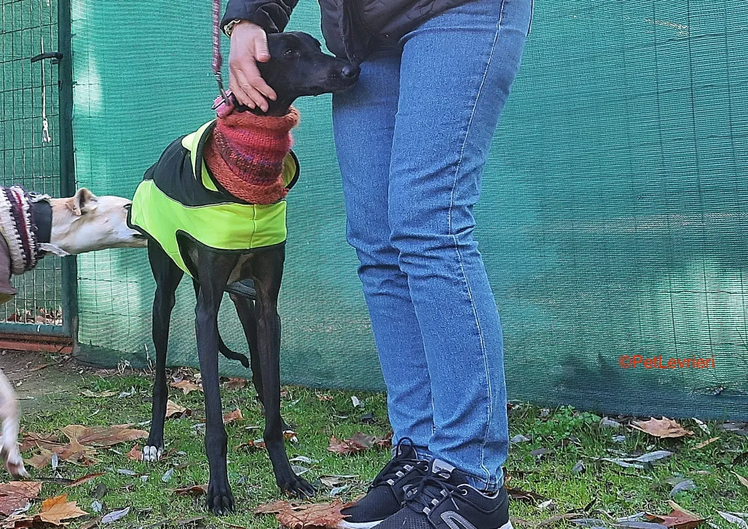 Derin adozioni levrieri galgo 11