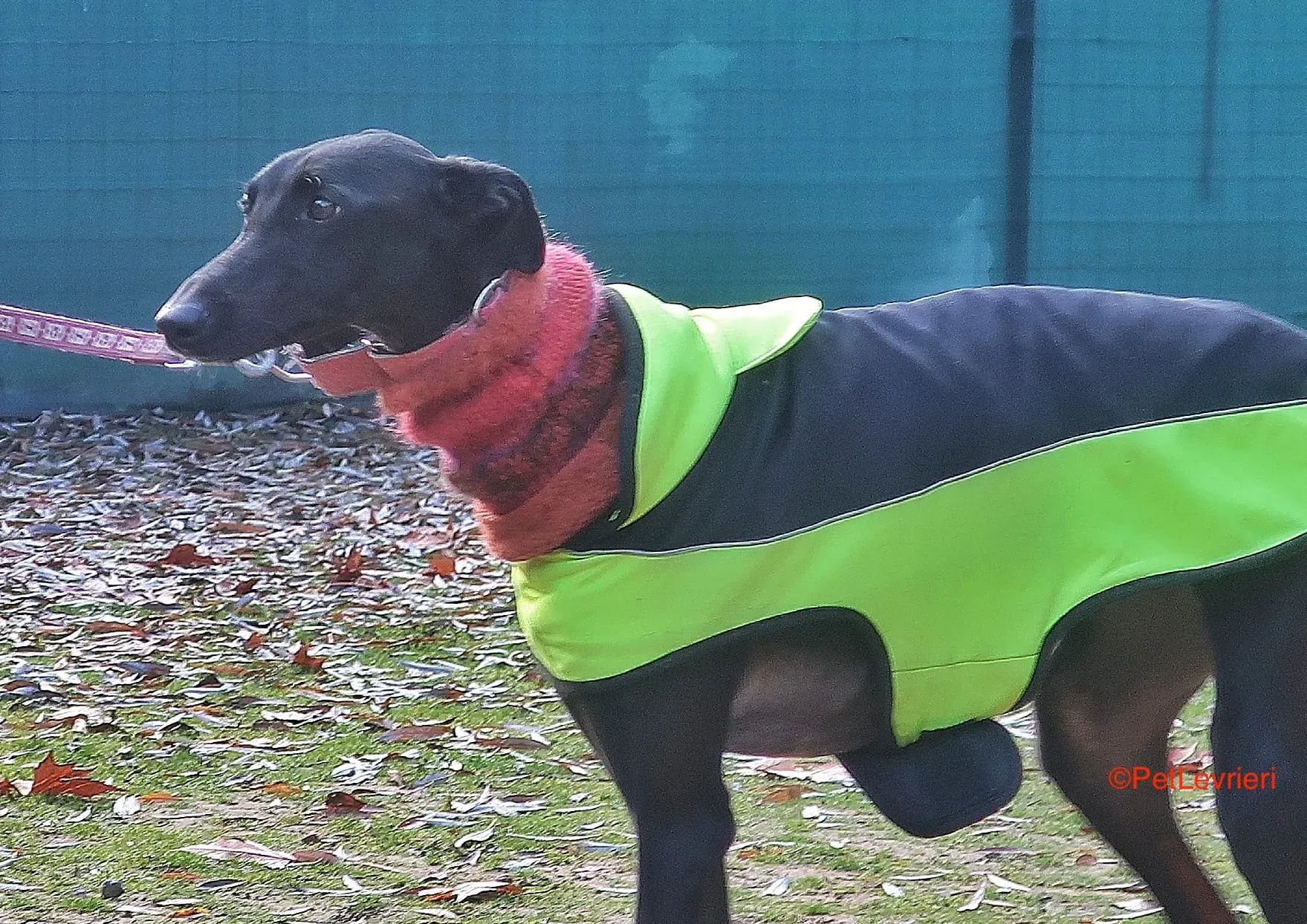 Derin adozioni levrieri galgo 12