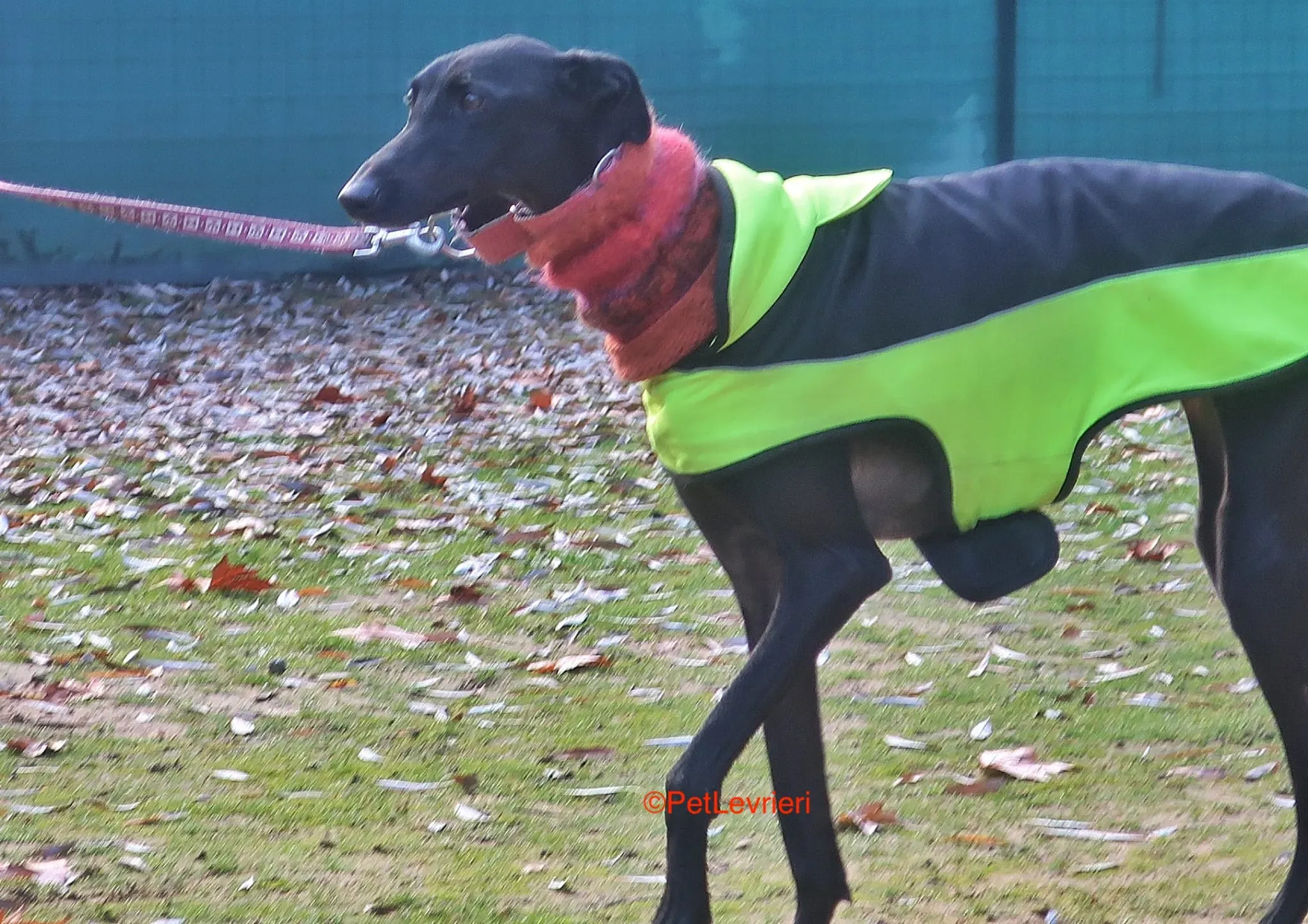 Derin adozioni levrieri galgo 13