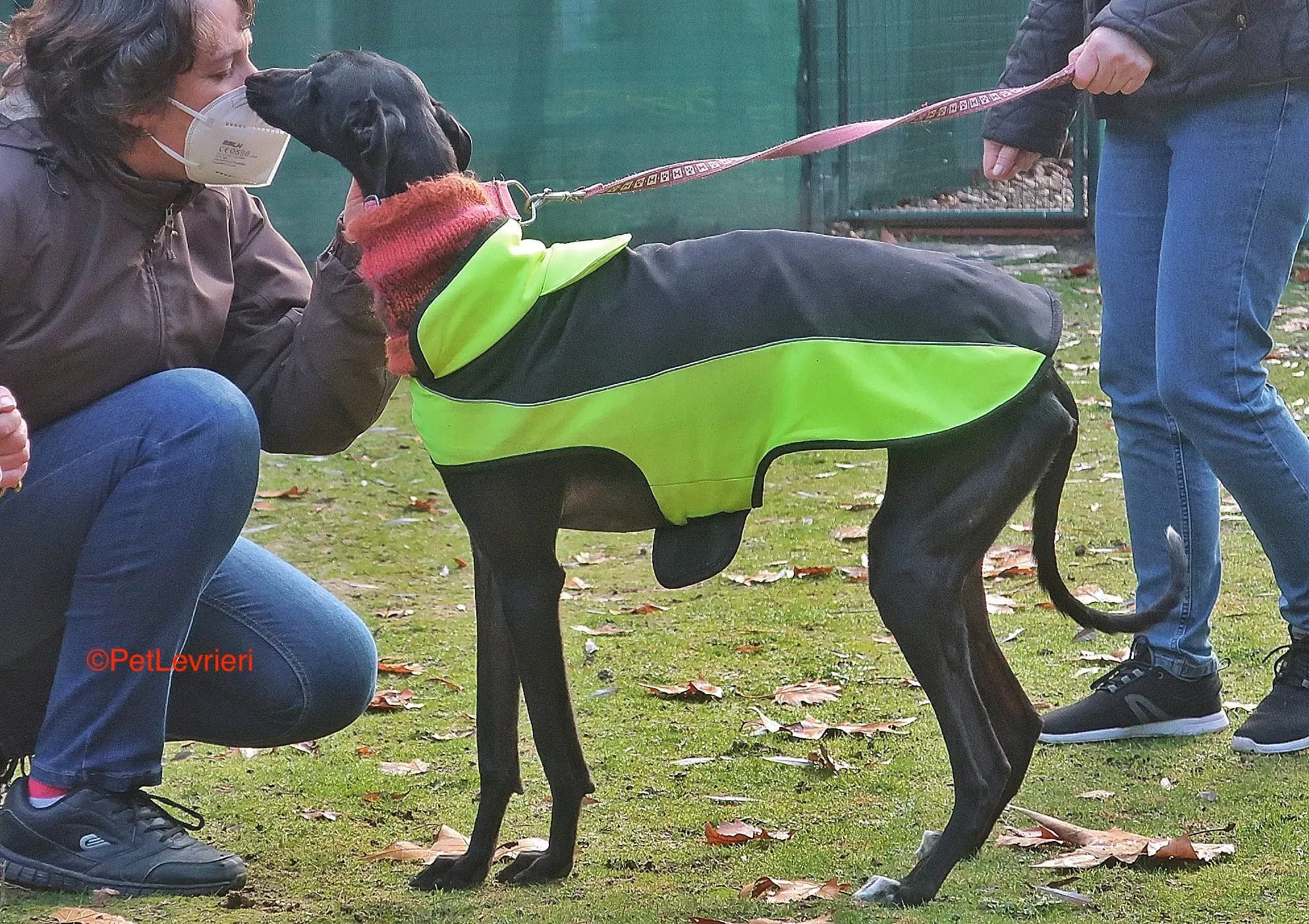 Derin adozioni levrieri galgo 14