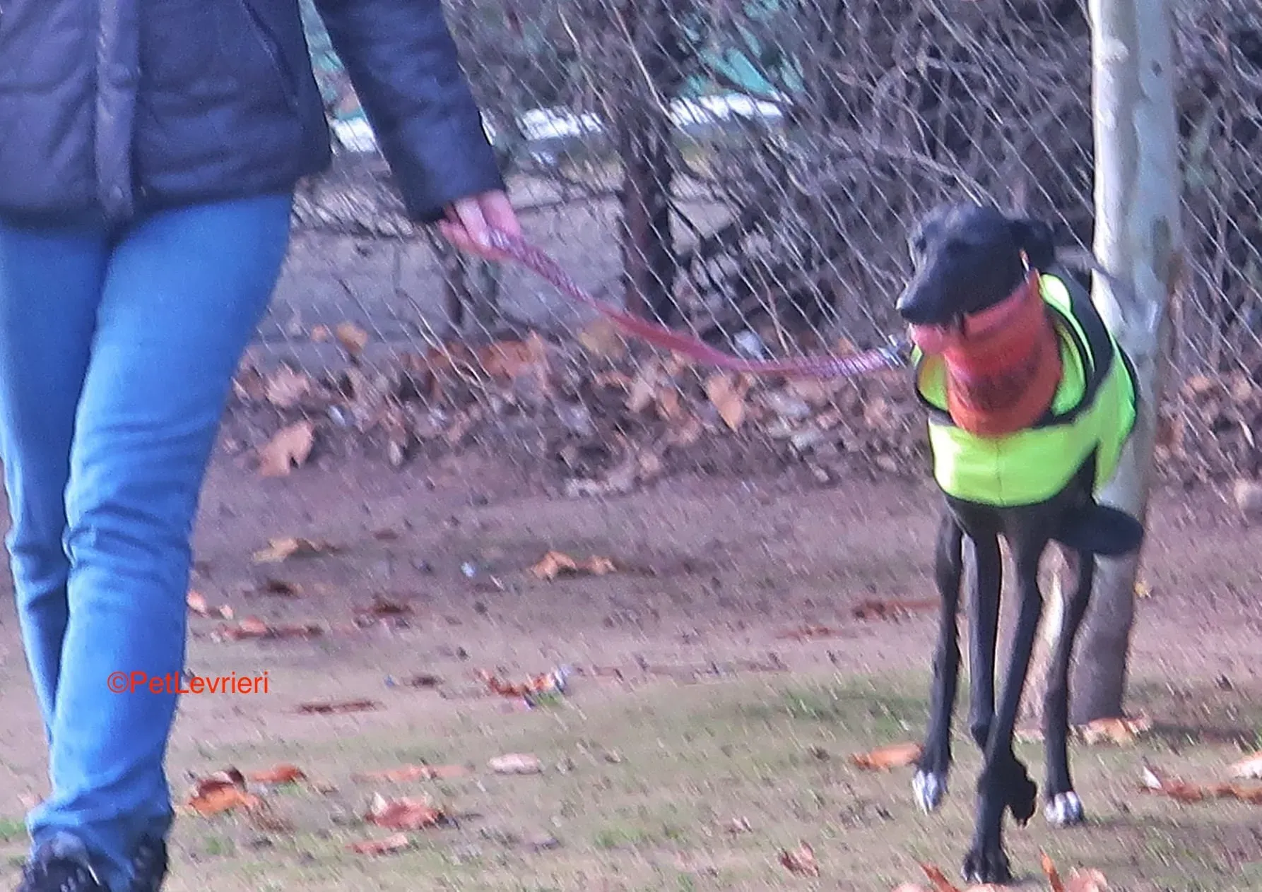 Derin adozioni levrieri galgo 2