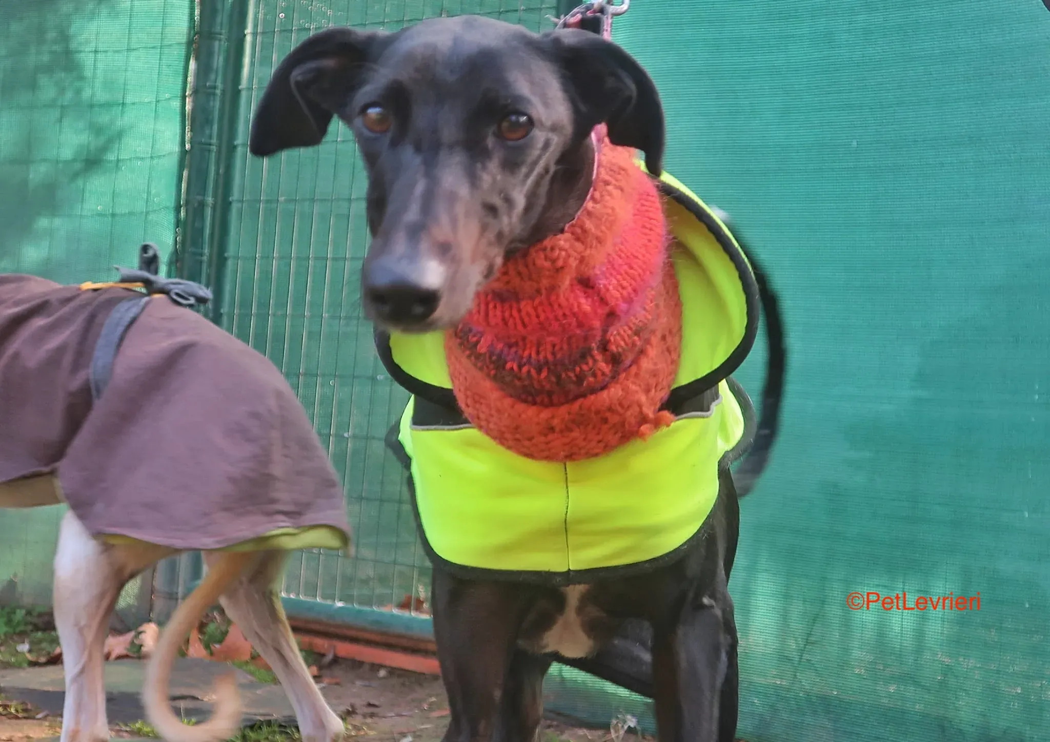 Derin adozioni levrieri galgo 3