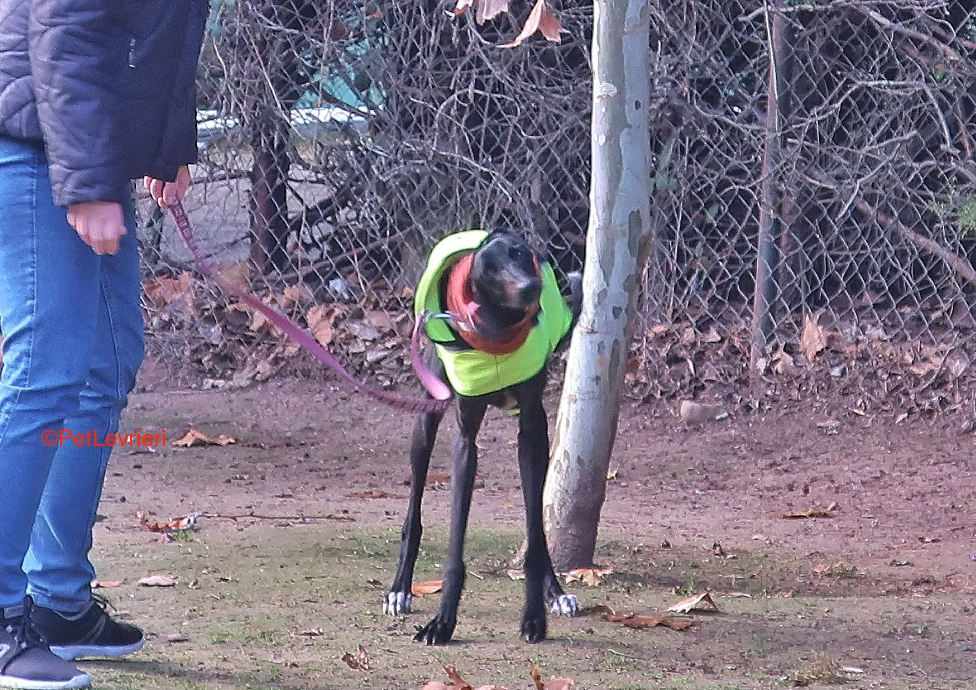 Derin adozioni levrieri galgo 4