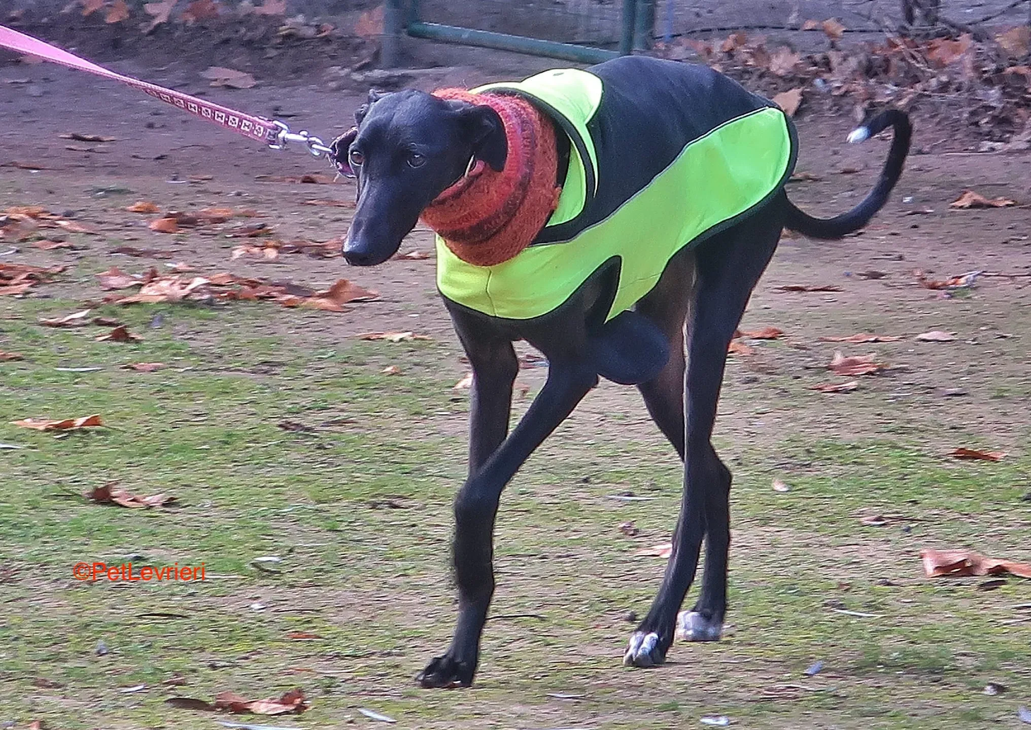 Derin adozioni levrieri galgo 5