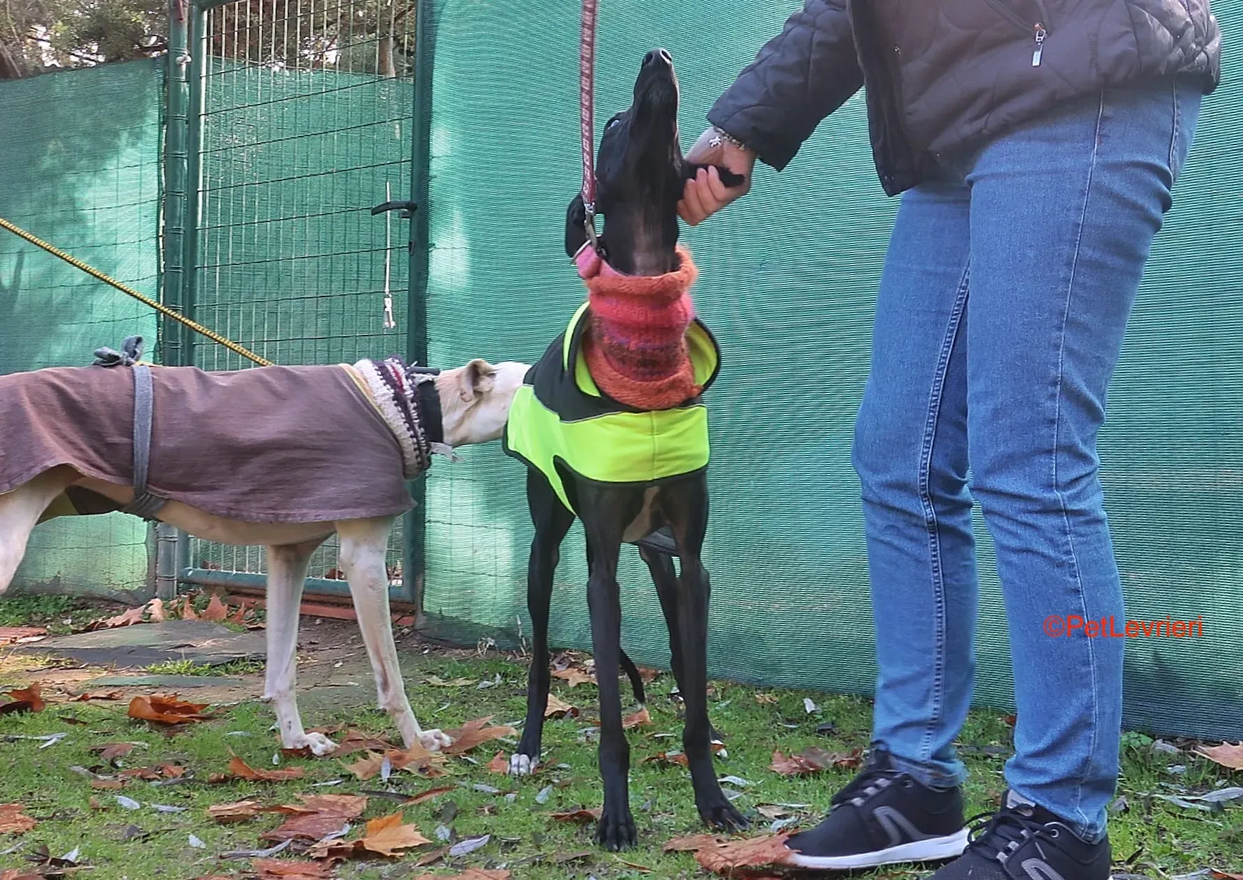 Derin adozioni levrieri galgo 6