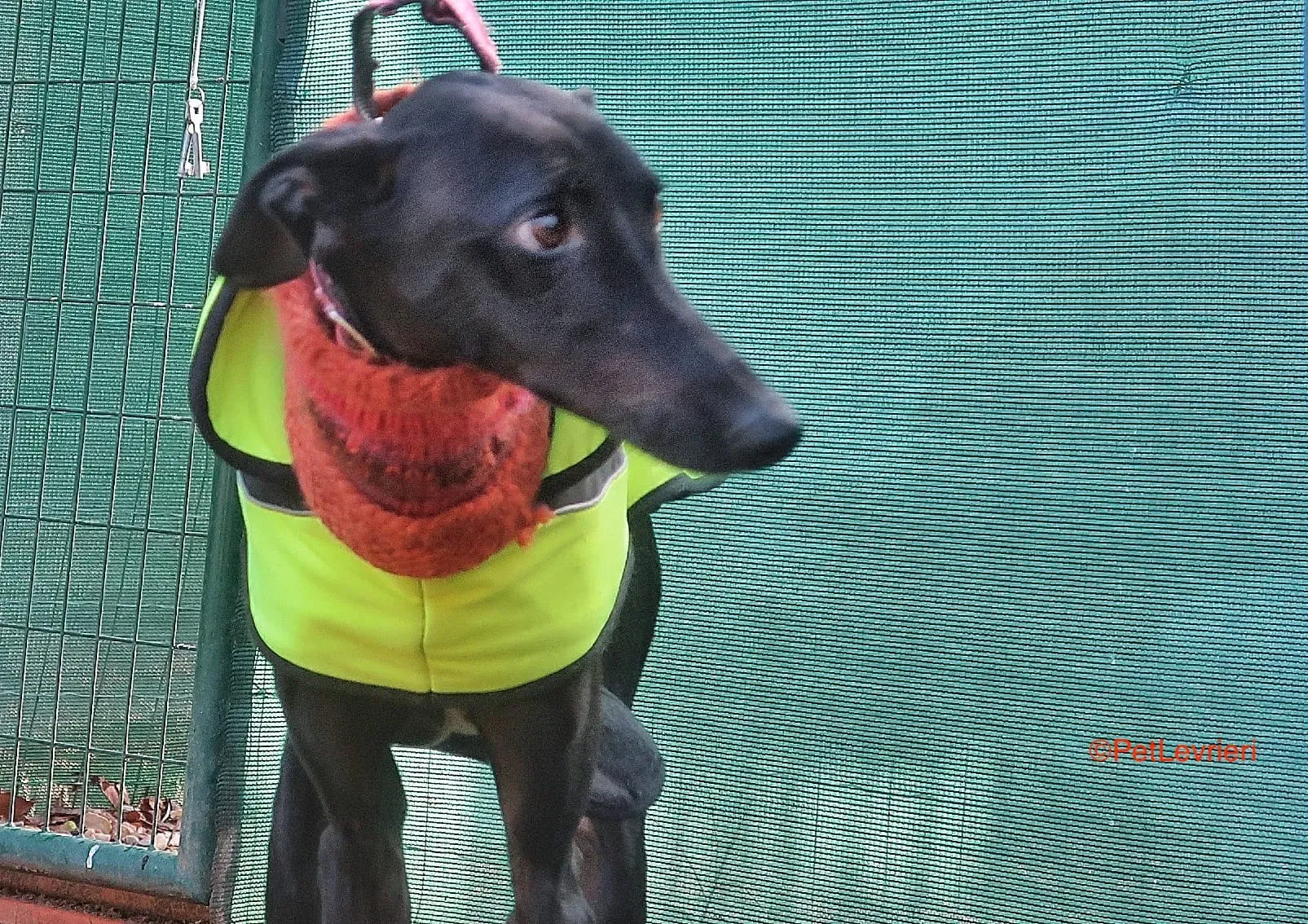 Derin adozioni levrieri galgo 7