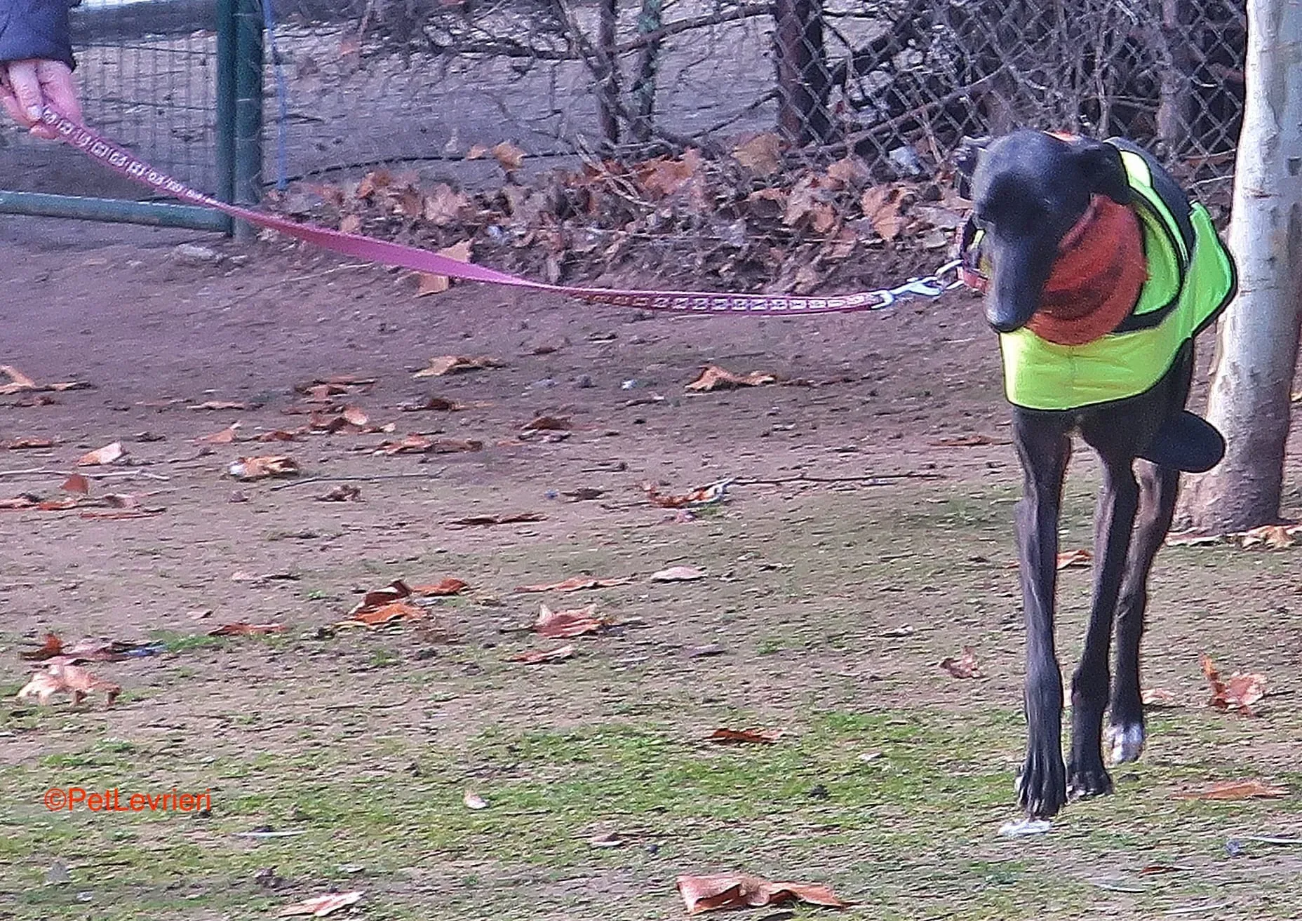 Derin adozioni levrieri galgo 8