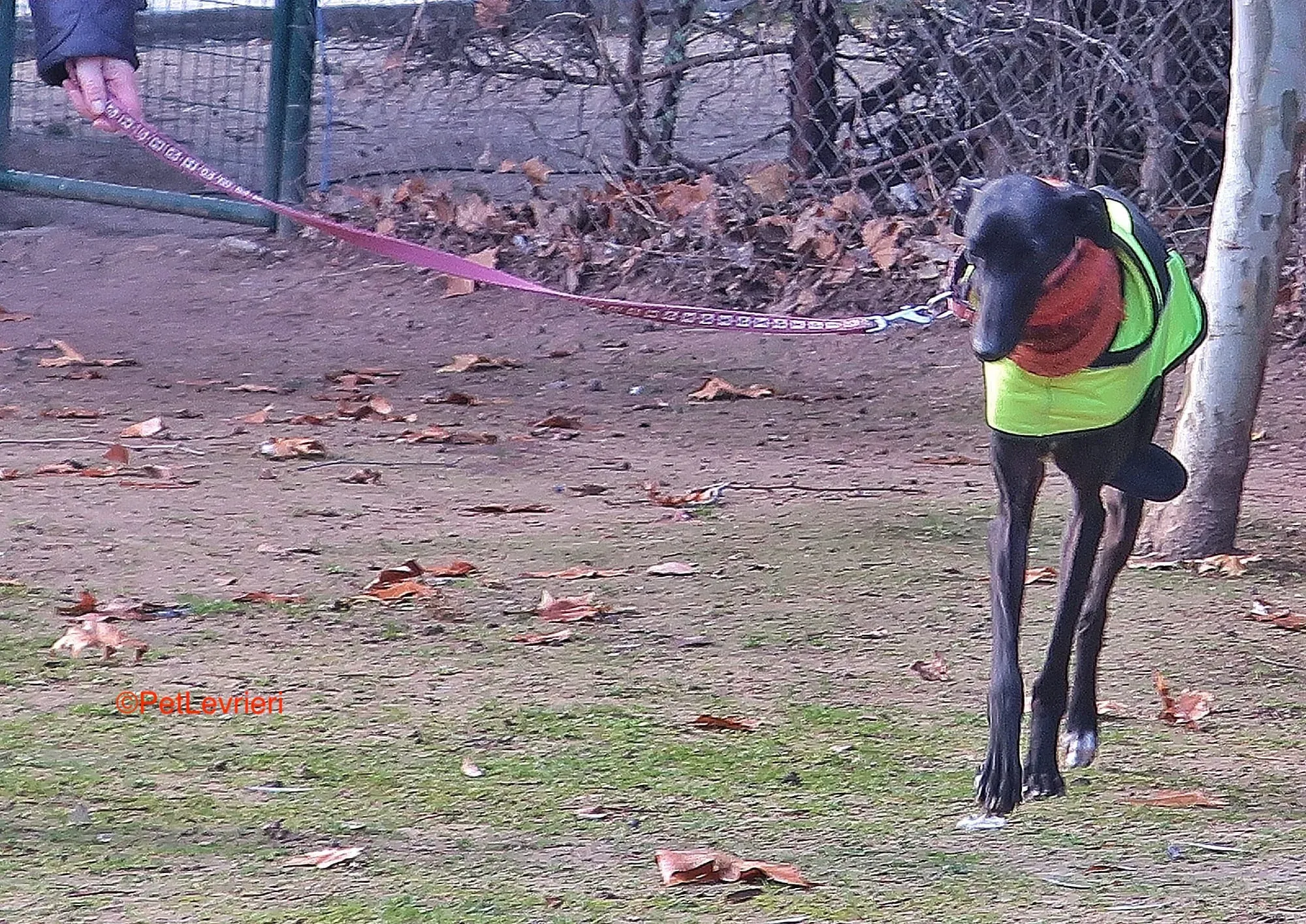 Derin adozioni levrieri galgo 9