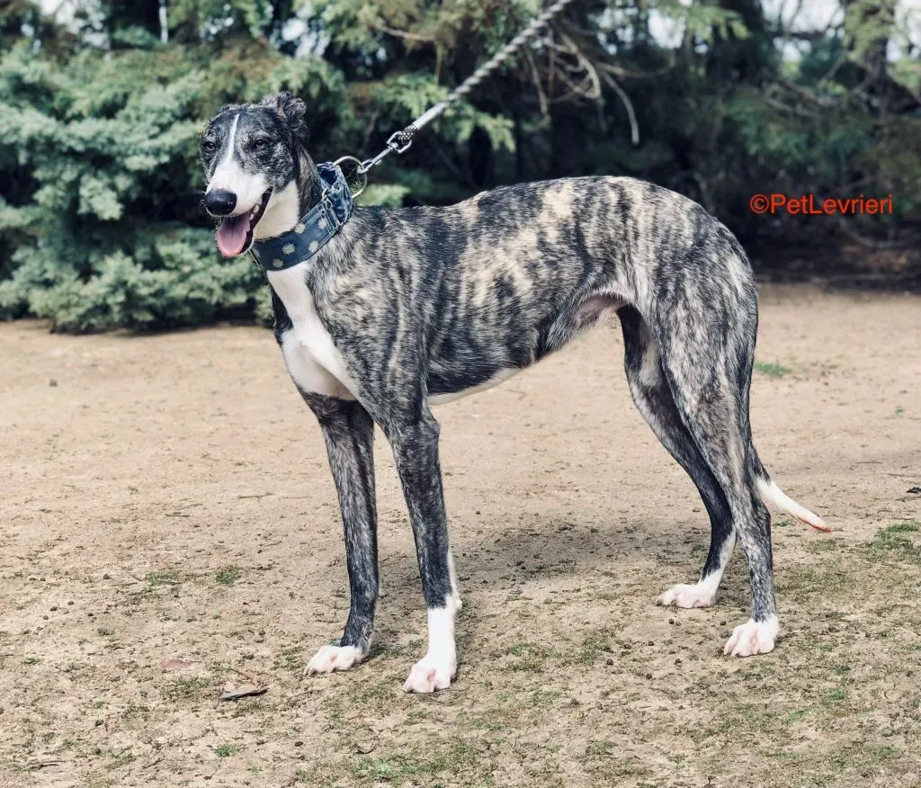 Desi adozione levrieri galgo 1