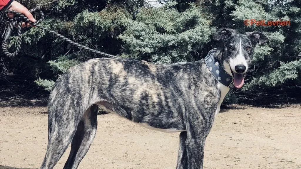 Desi adozione levrieri galgo 2