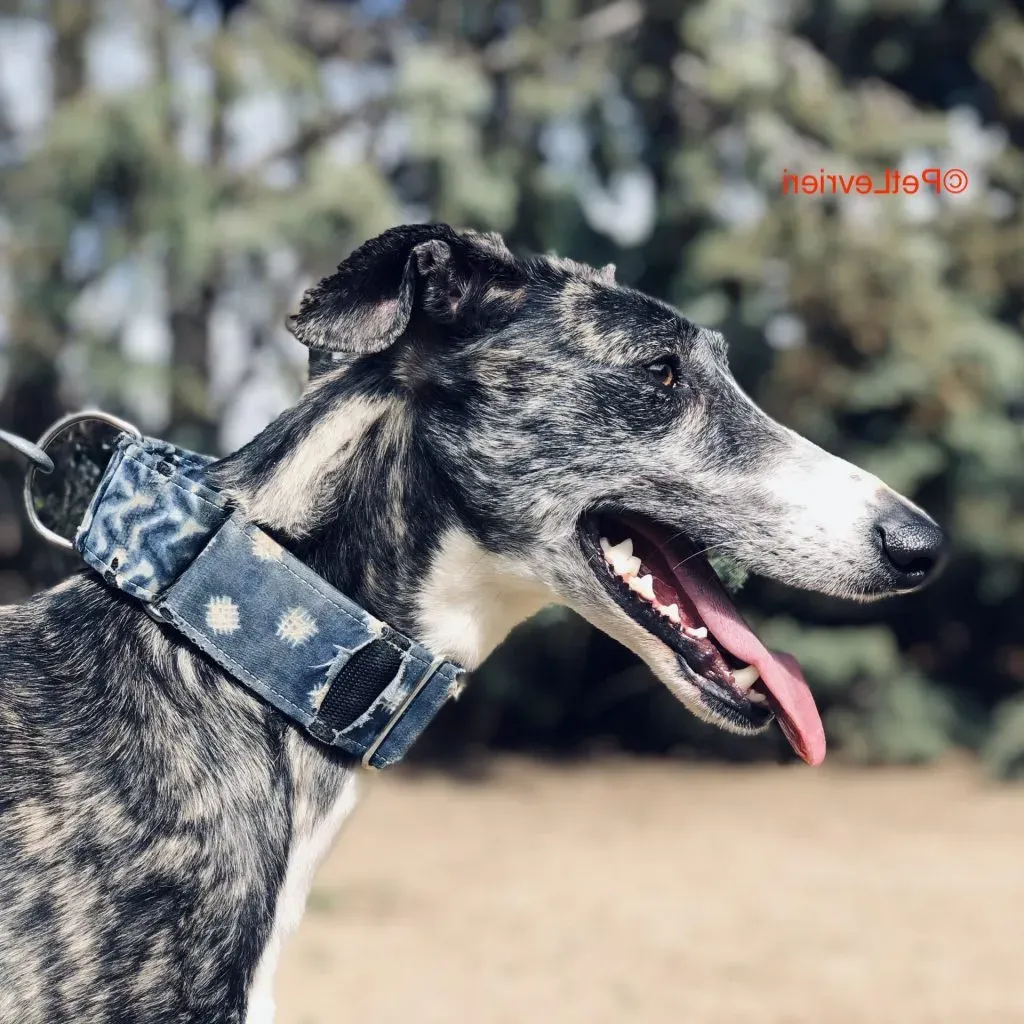 Desi adozione levrieri galgo 3 e1615925399291