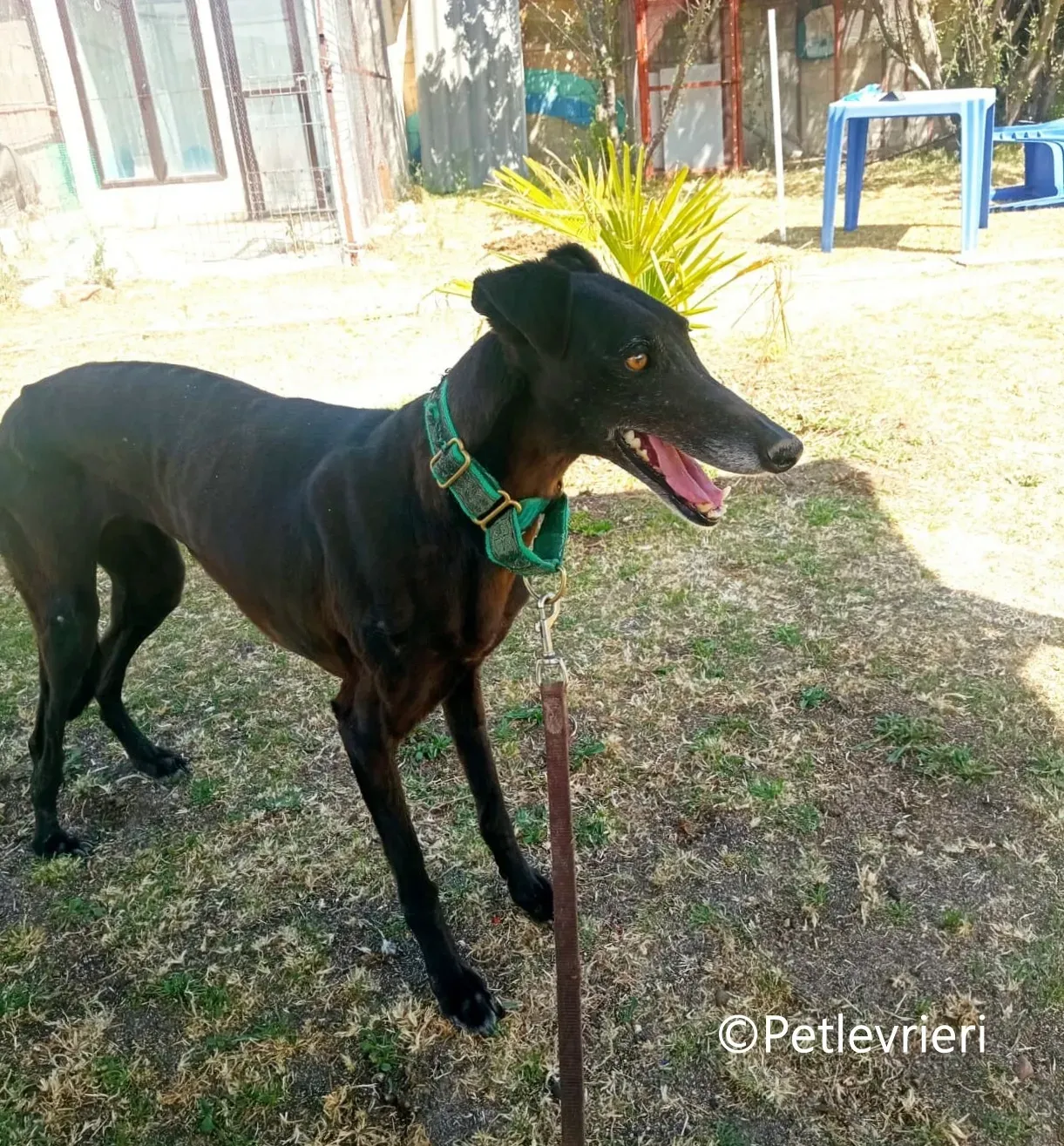 Desiree galgo adozione pet levrieri onlus 1