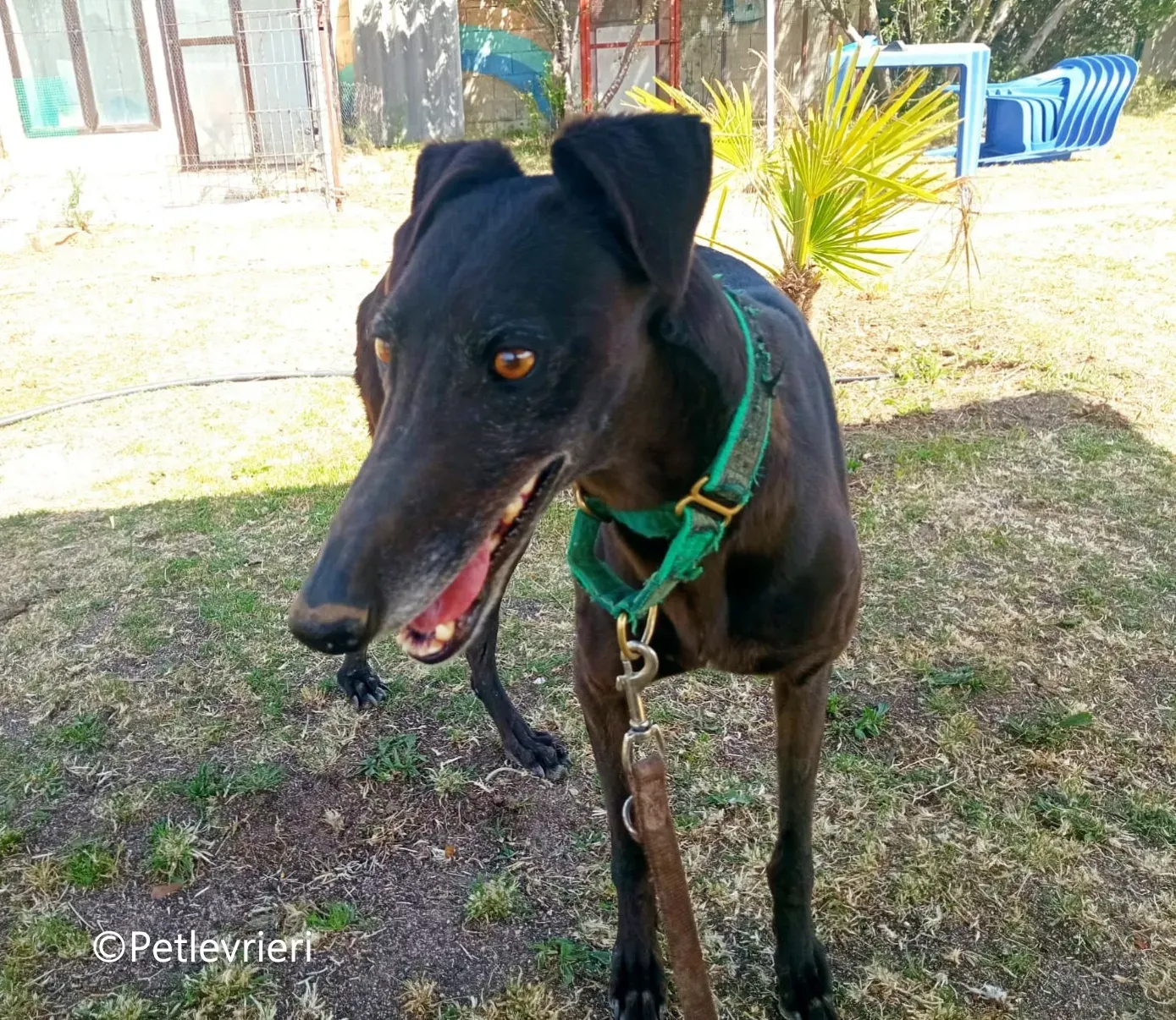 Desiree galgo adozione pet levrieri onlus 3