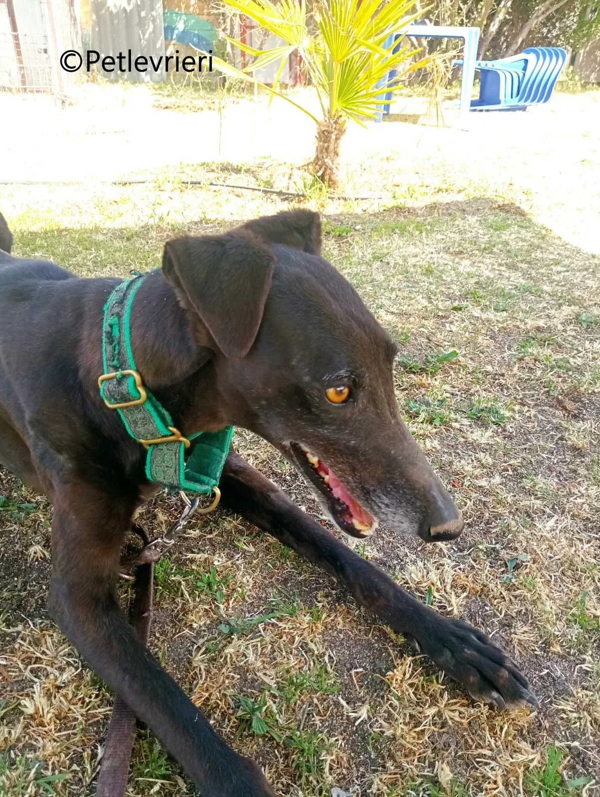 Desiree galgo adozione pet levrieri onlus 4