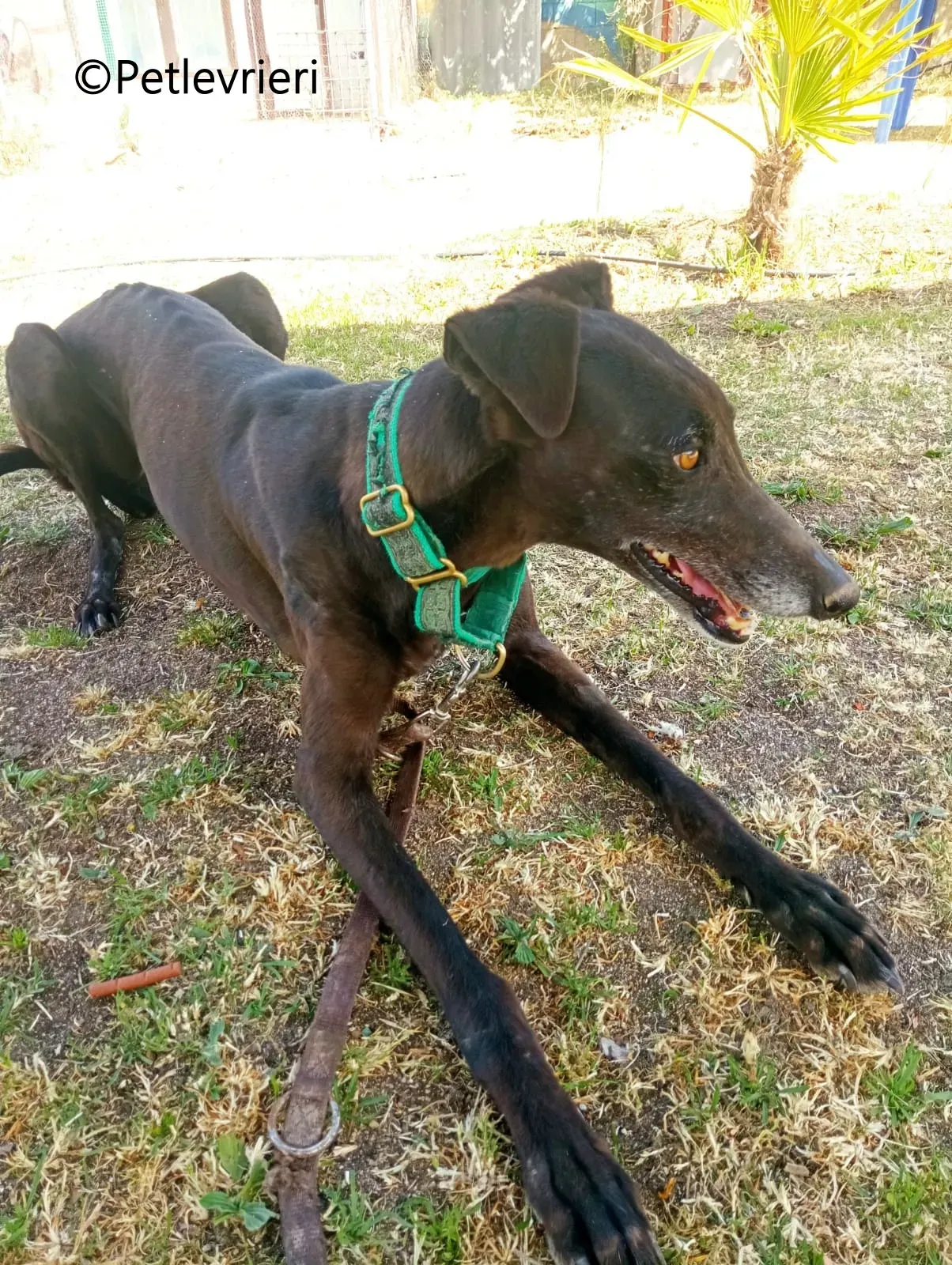 Desiree galgo adozione pet levrieri onlus 5