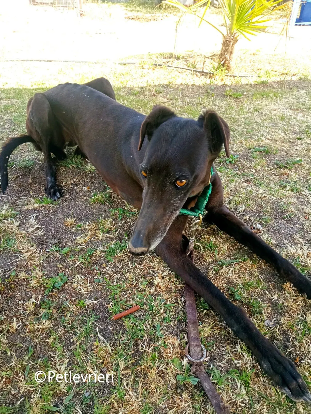 Desiree galgo adozione pet levrieri onlus 6