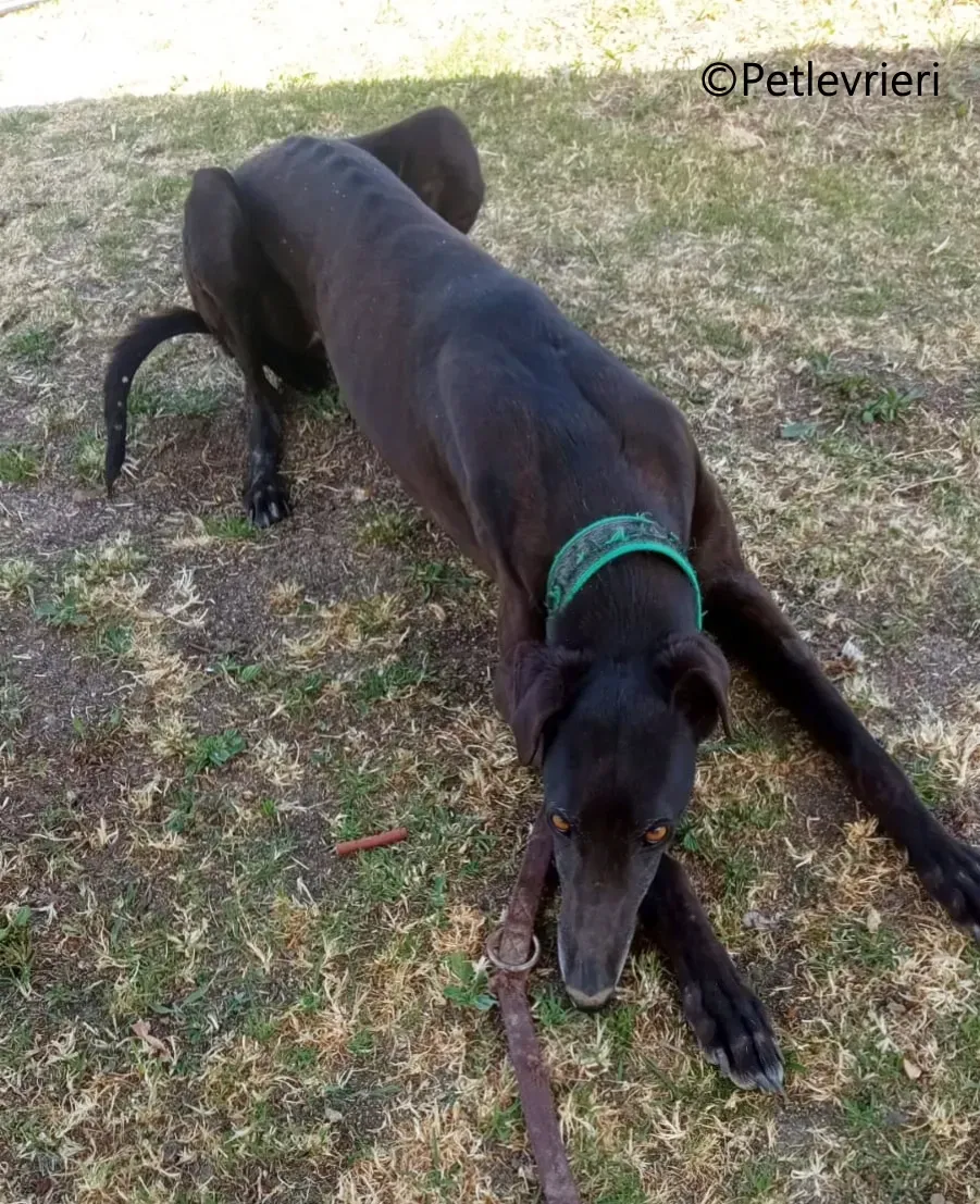 Desiree galgo adozione pet levrieri onlus 7