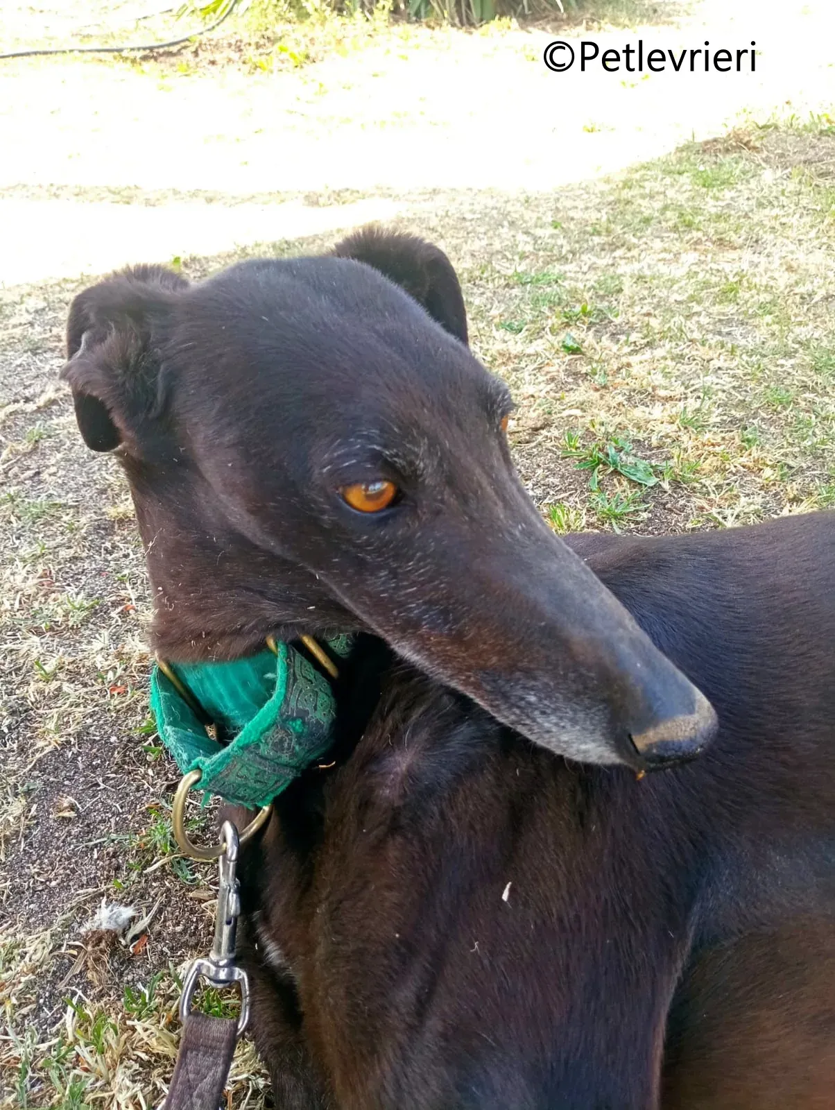 Desiree galgo adozione pet levrieri onlus 8