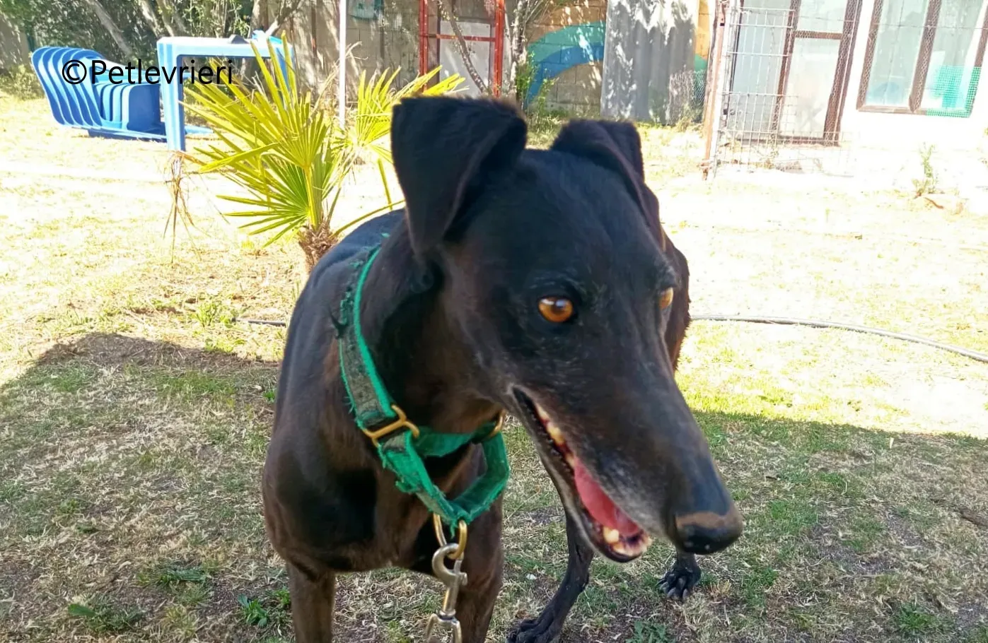 Desiree galgo adozione pet levrieri onlus 9