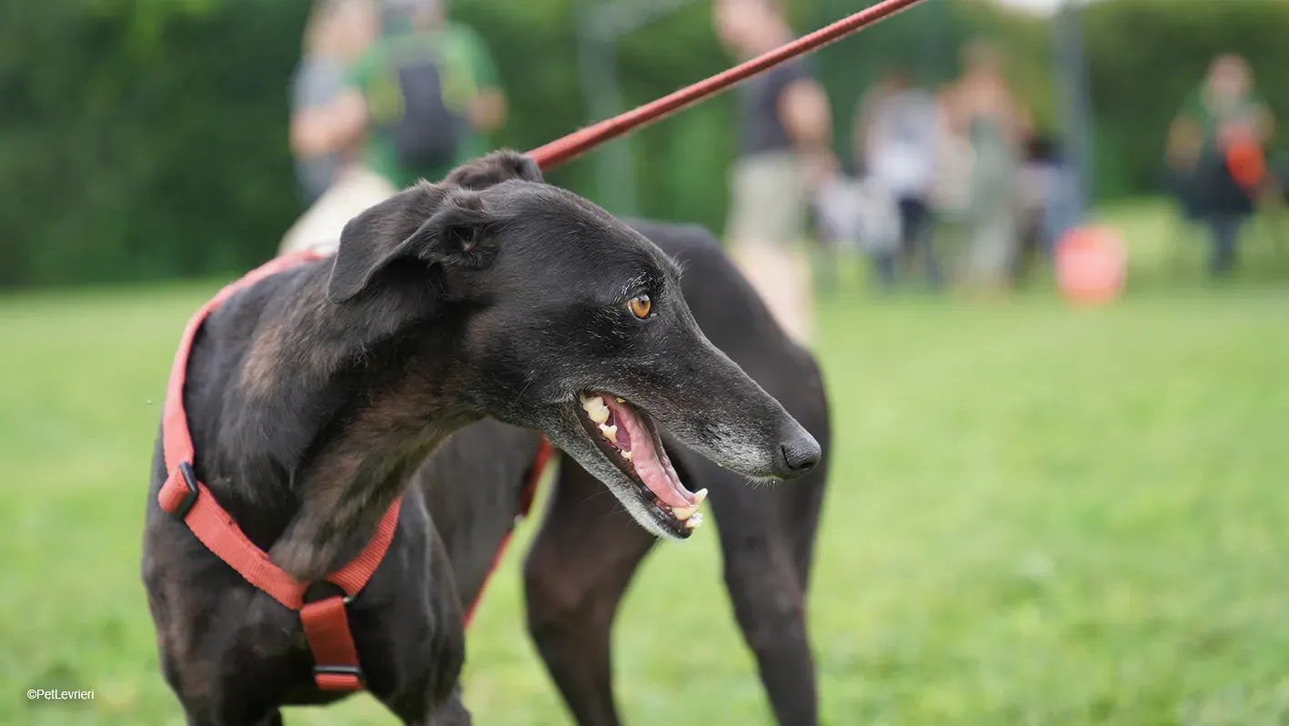 Desirèe galgo femmina dog blackdog arrivo 12