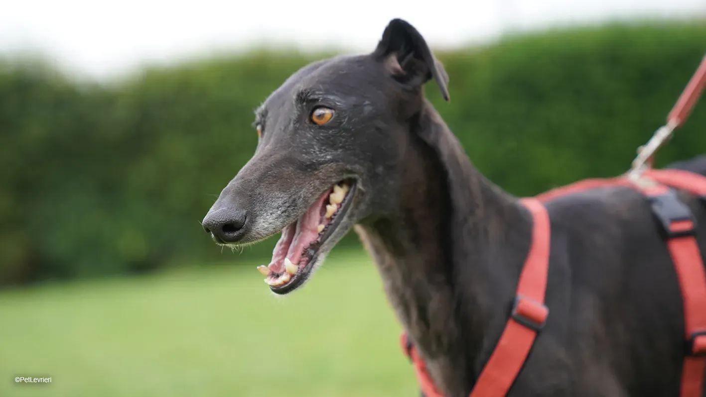 Desirèe galgo femmina dog blackdog arrivo 16