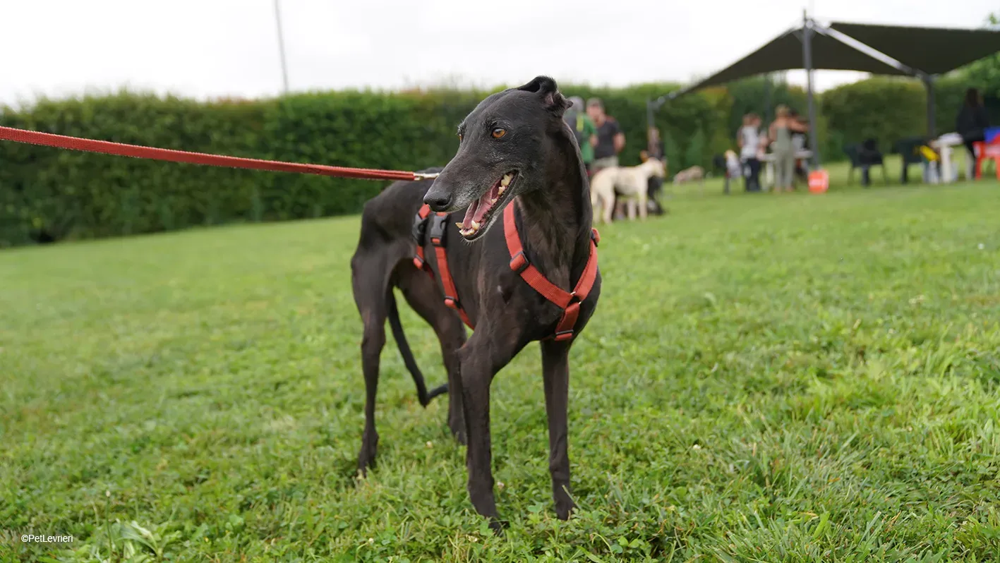 Desirèe galgo femmina dog blackdog arrivo 17