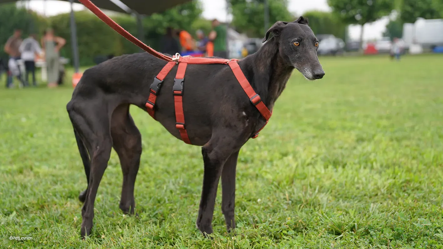 Desirèe galgo femmina dog blackdog arrivo 19