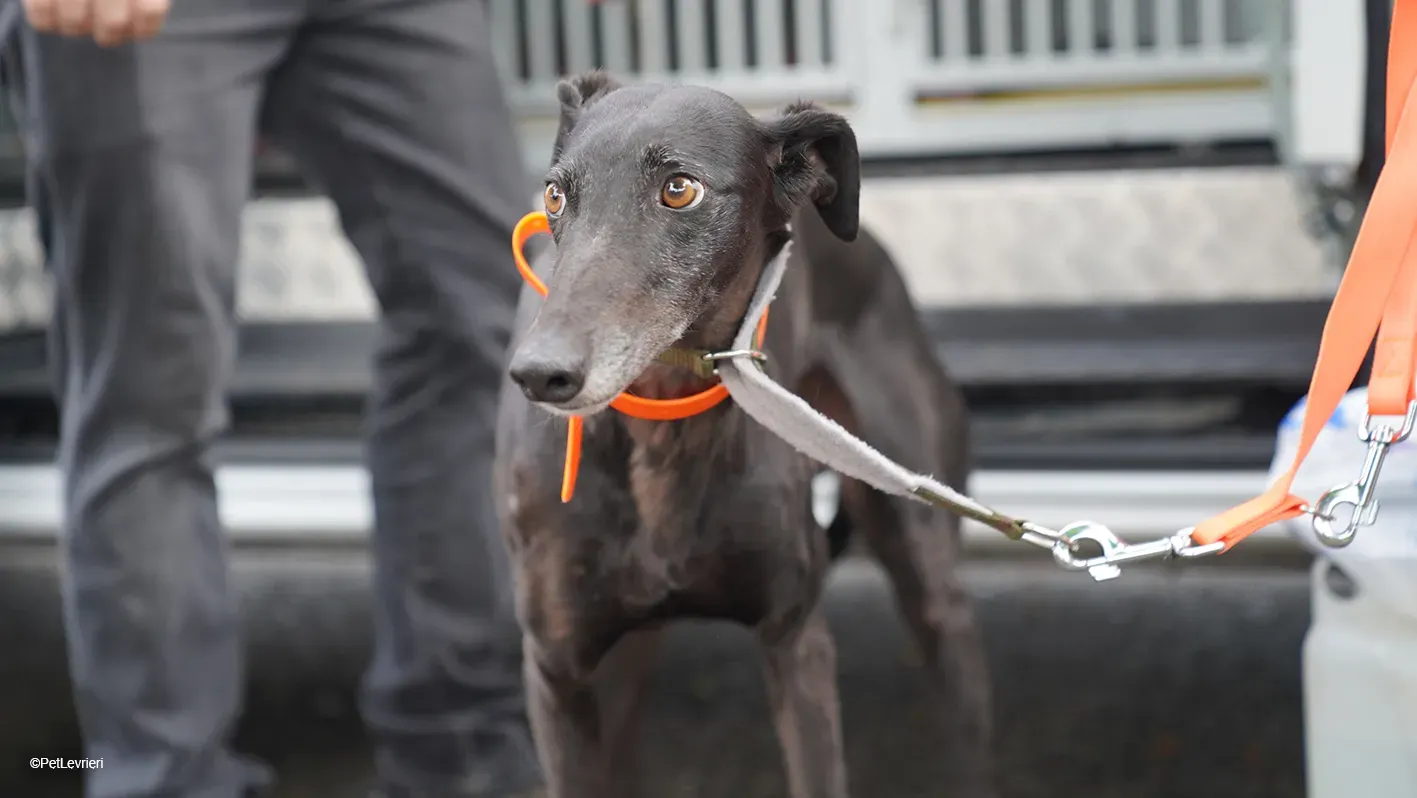 Desirèe galgo femmina dog blackdog arrivo 2