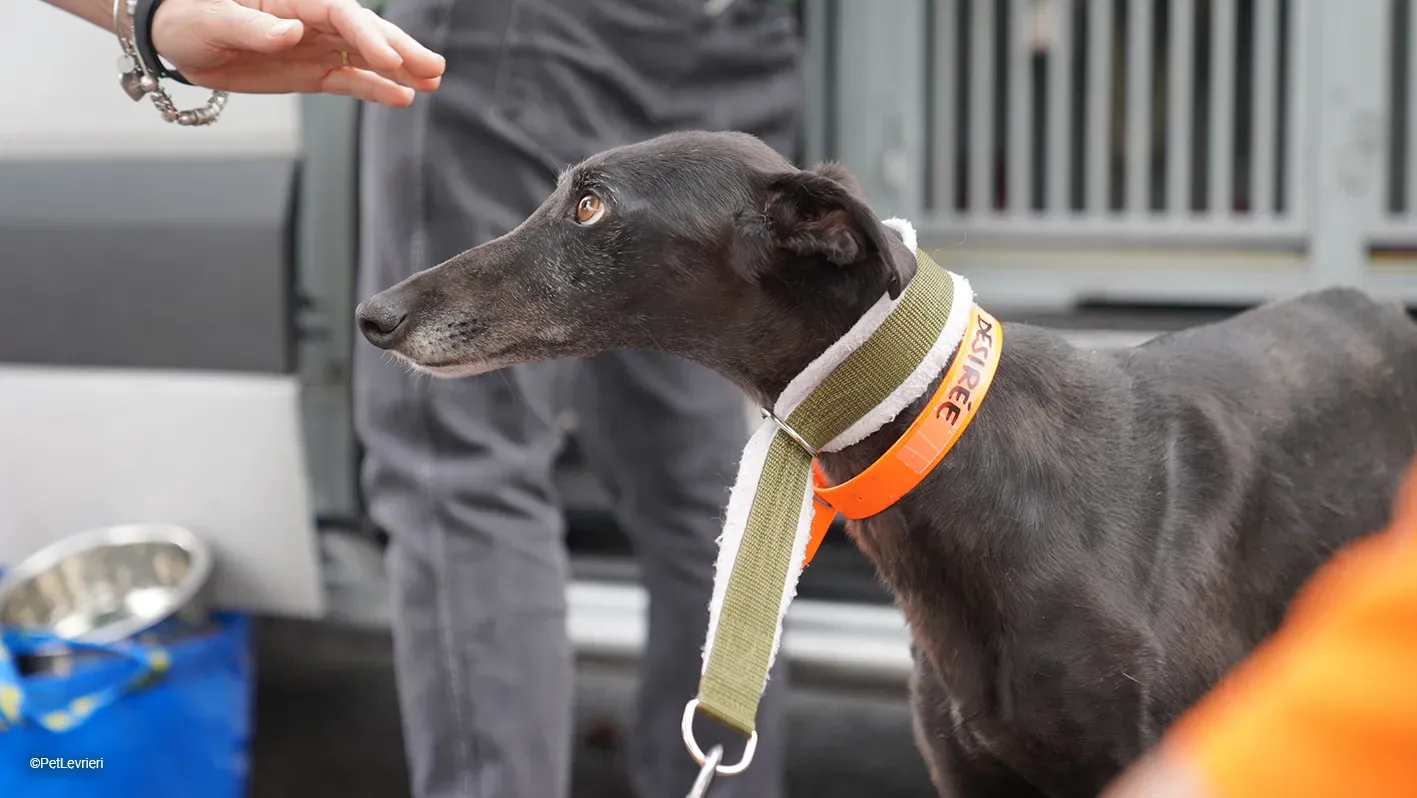 Desirèe galgo femmina dog blackdog arrivo 4