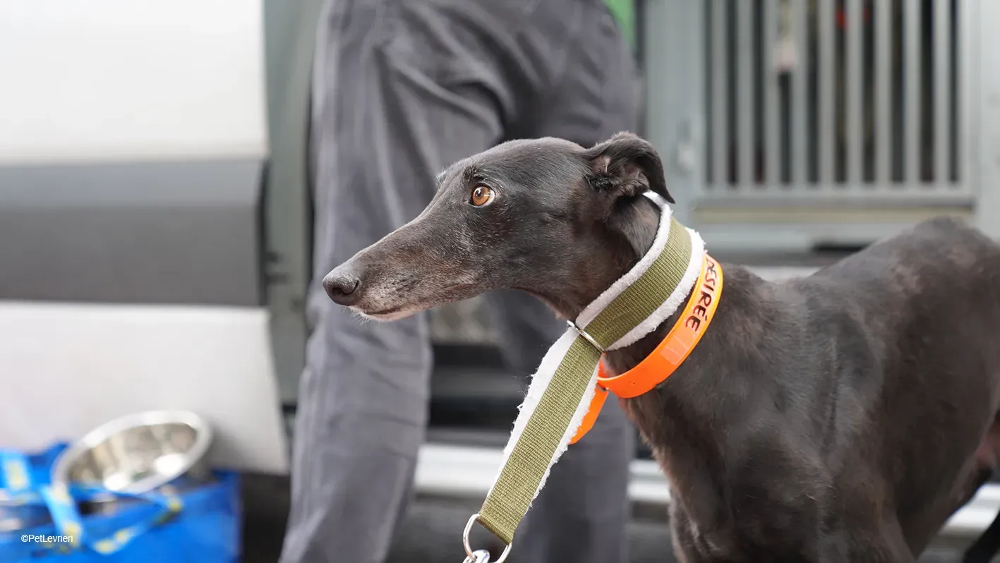 Desirèe galgo femmina dog blackdog arrivo 7