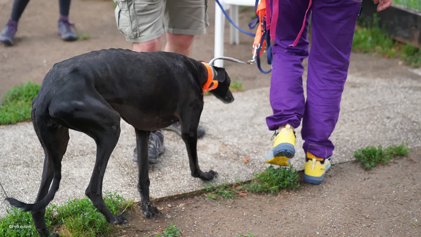 Desirèe galgo femmina dog blackdog arrivo 8