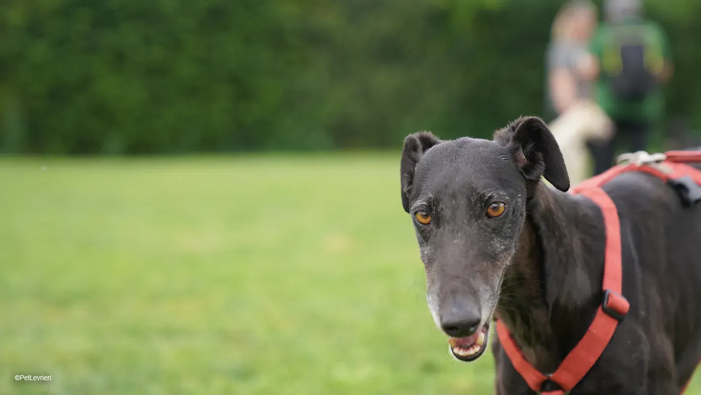 Desirèe galgo femmina dog blackdog arrivo 9