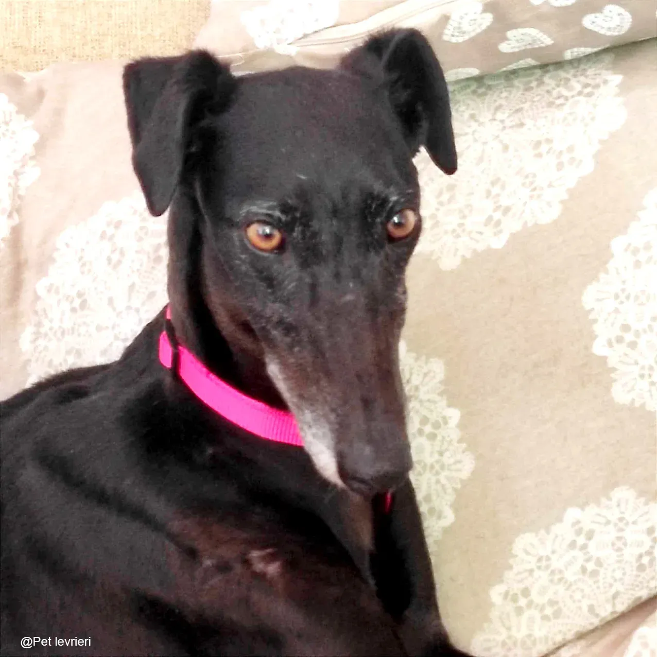 Desirèe galgo femmina dog blackdog foster 11