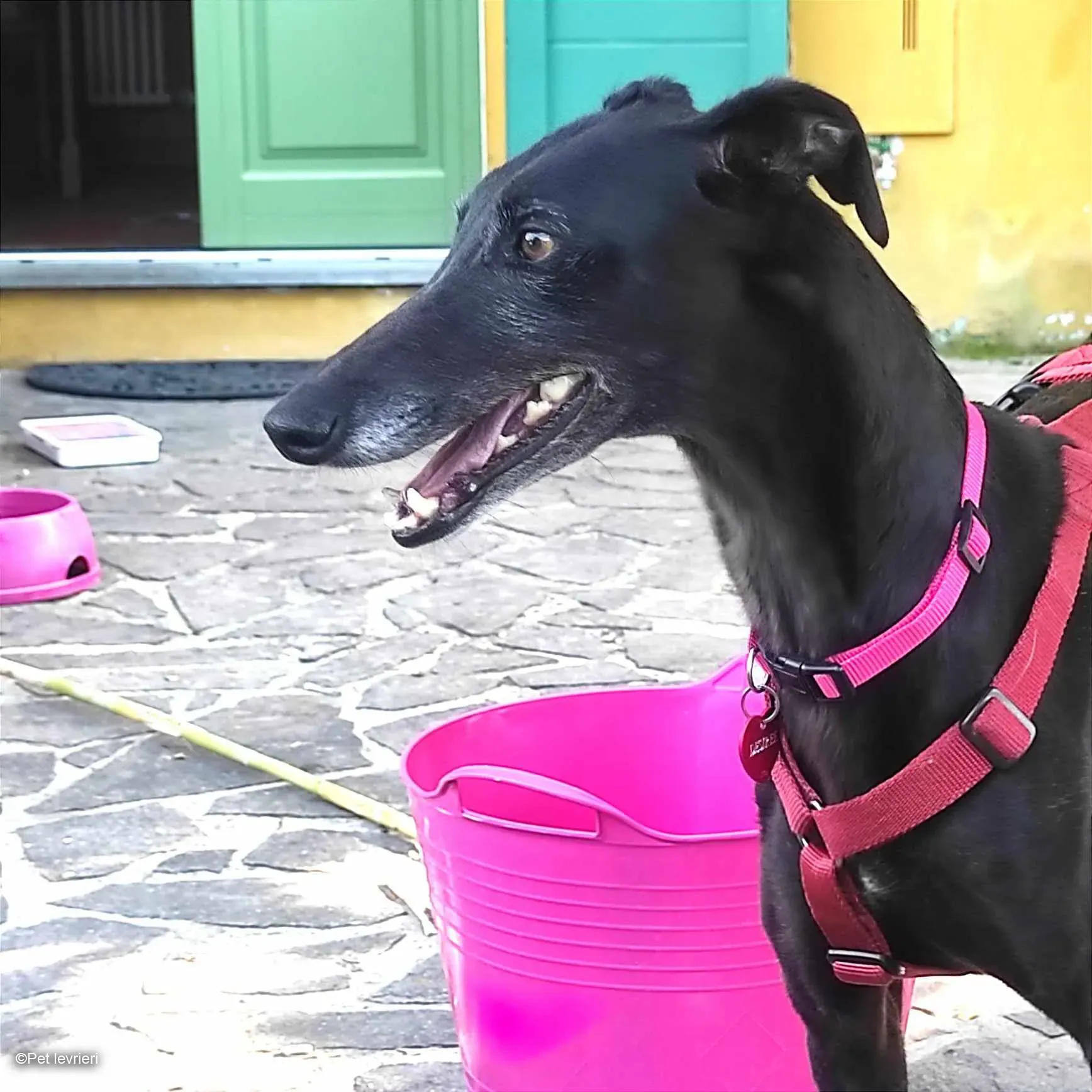 Desirèe galgo femmina dog blackdog foster 12