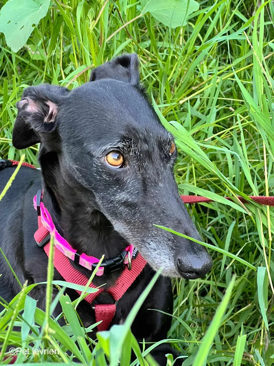 Desirèe galgo femmina dog blackdog foster 13