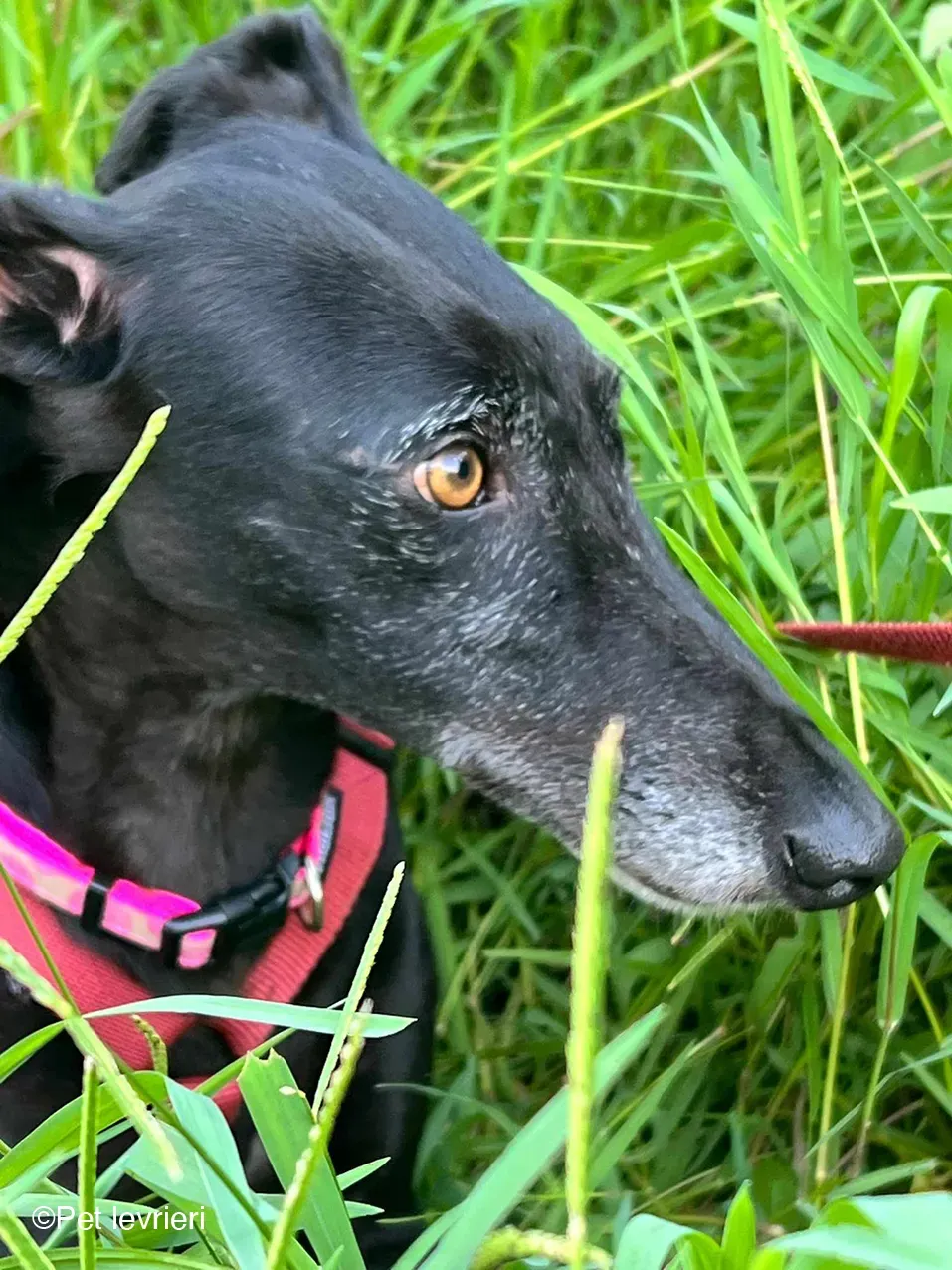 Desirèe galgo femmina dog blackdog foster 15
