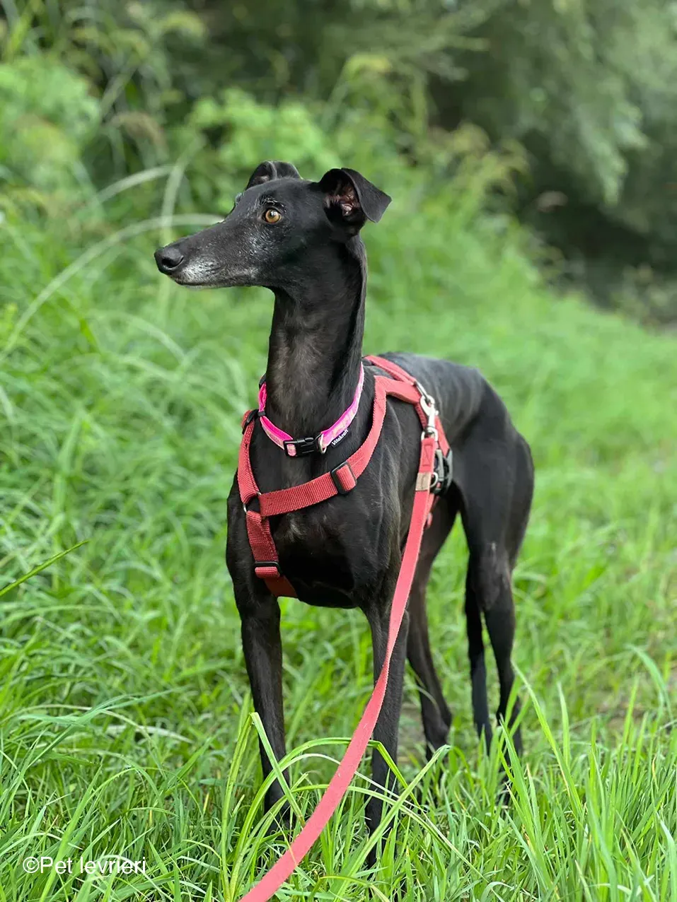 Desirèe galgo femmina dog blackdog foster 17