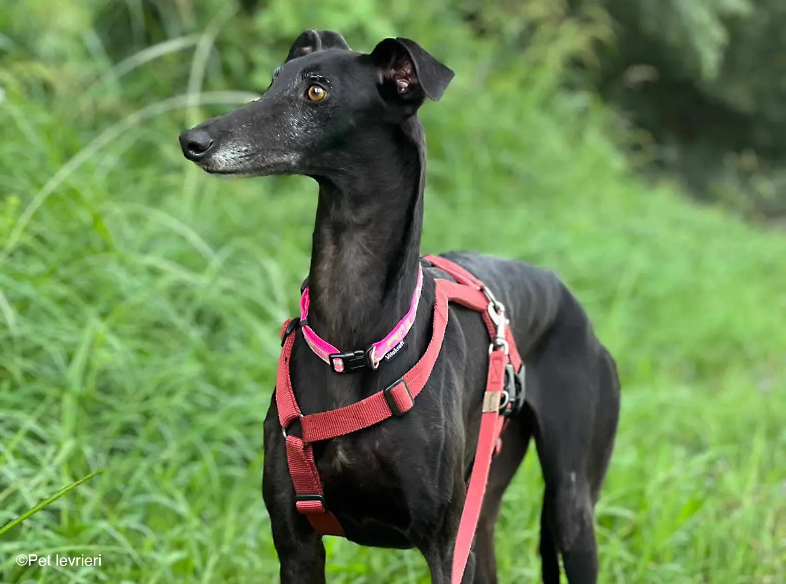 Desirèe galgo femmina dog blackdog foster 21