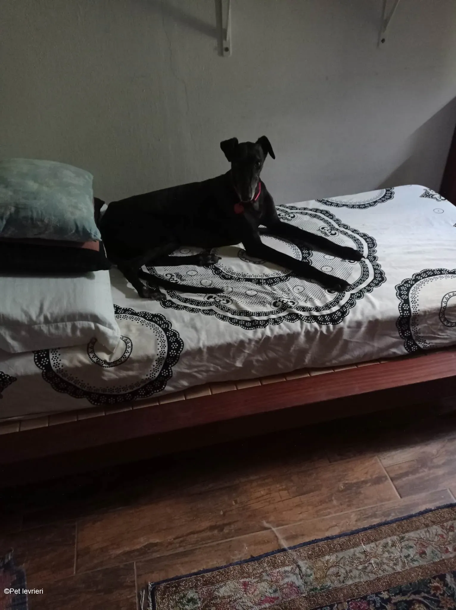 Desirèe galgo femmina dog blackdog foster 5