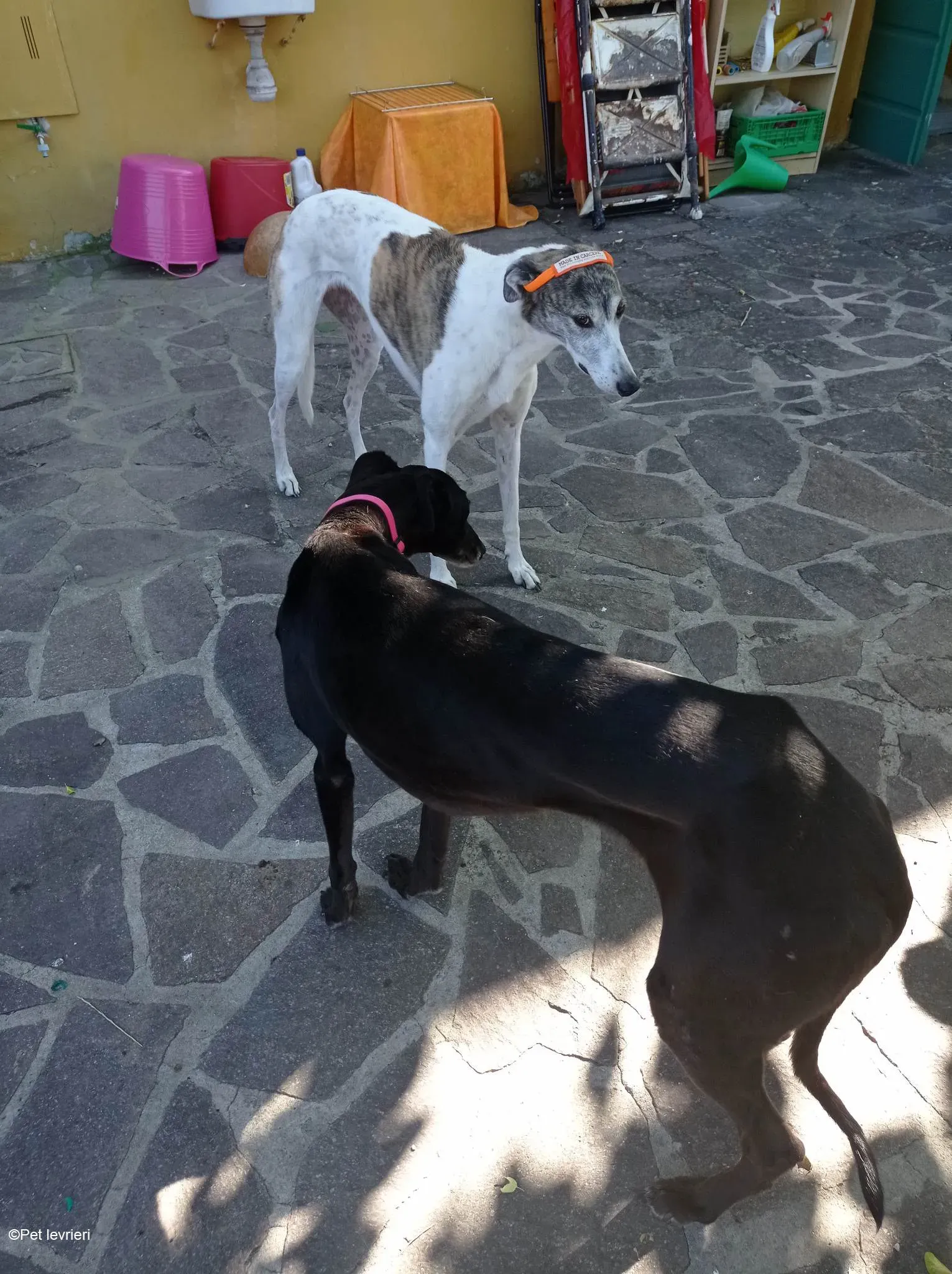 Desirèe galgo femmina dog blackdog foster 6
