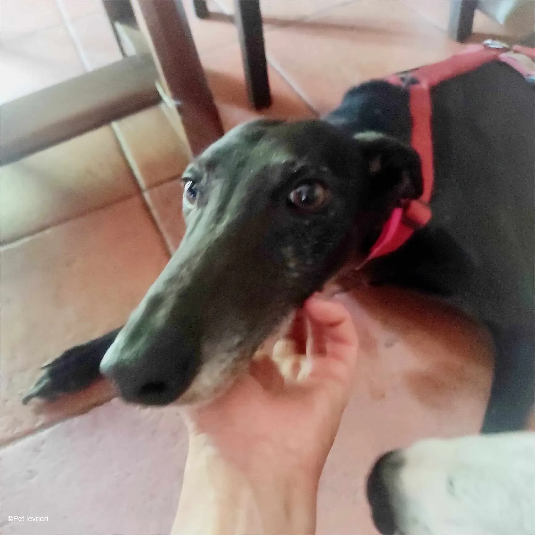 Desirèe galgo femmina dog blackdog foster 8