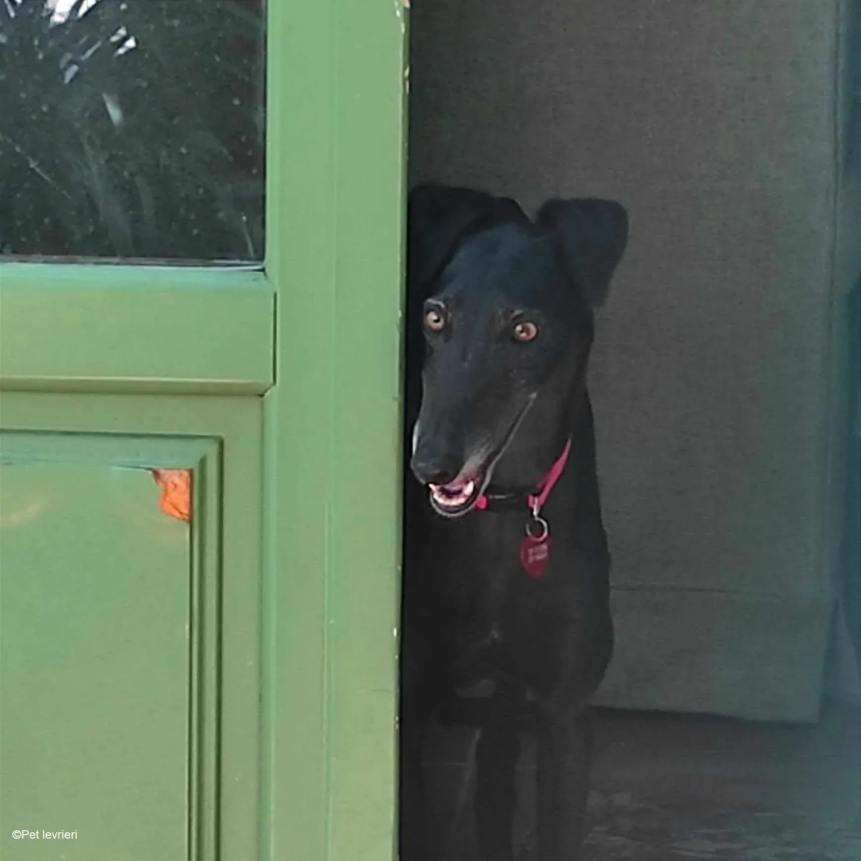 Desirèe galgo femmina dog blackdog foster 9