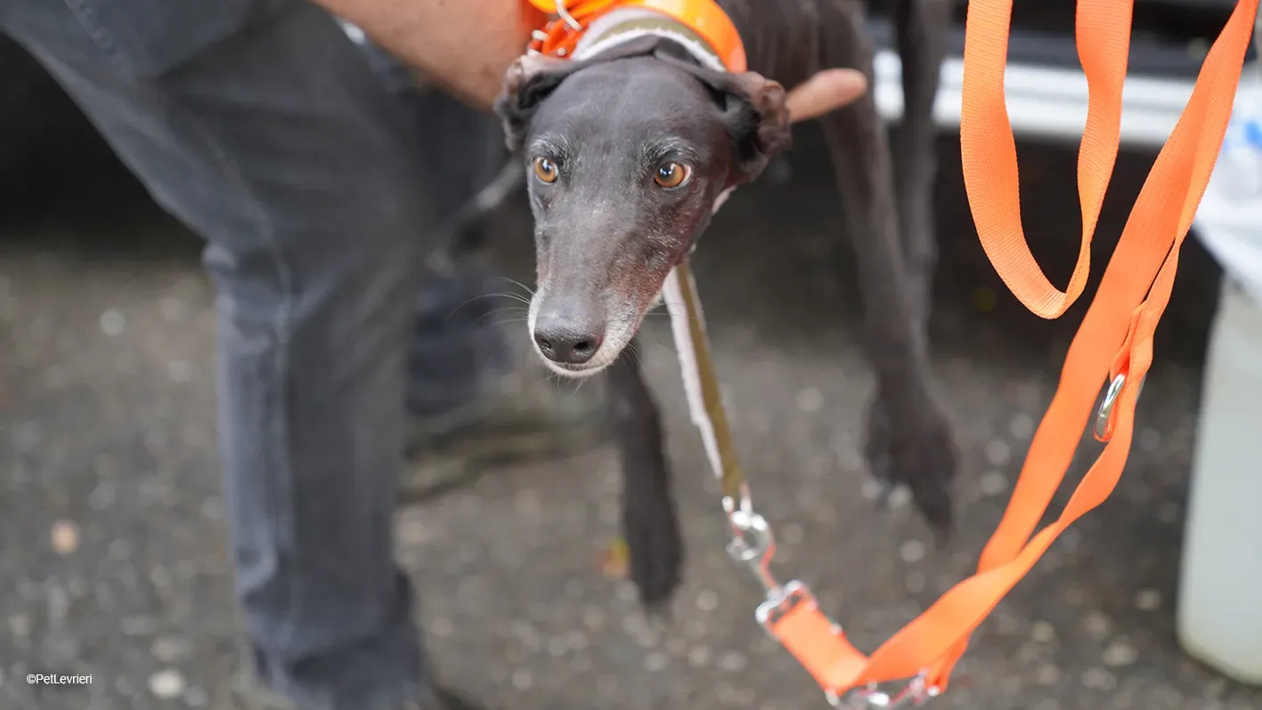 Desirèe galgo femmina dog blackdog arrivo 1