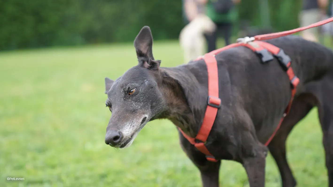 Desirèe galgo femmina dog blackdog arrivo 10