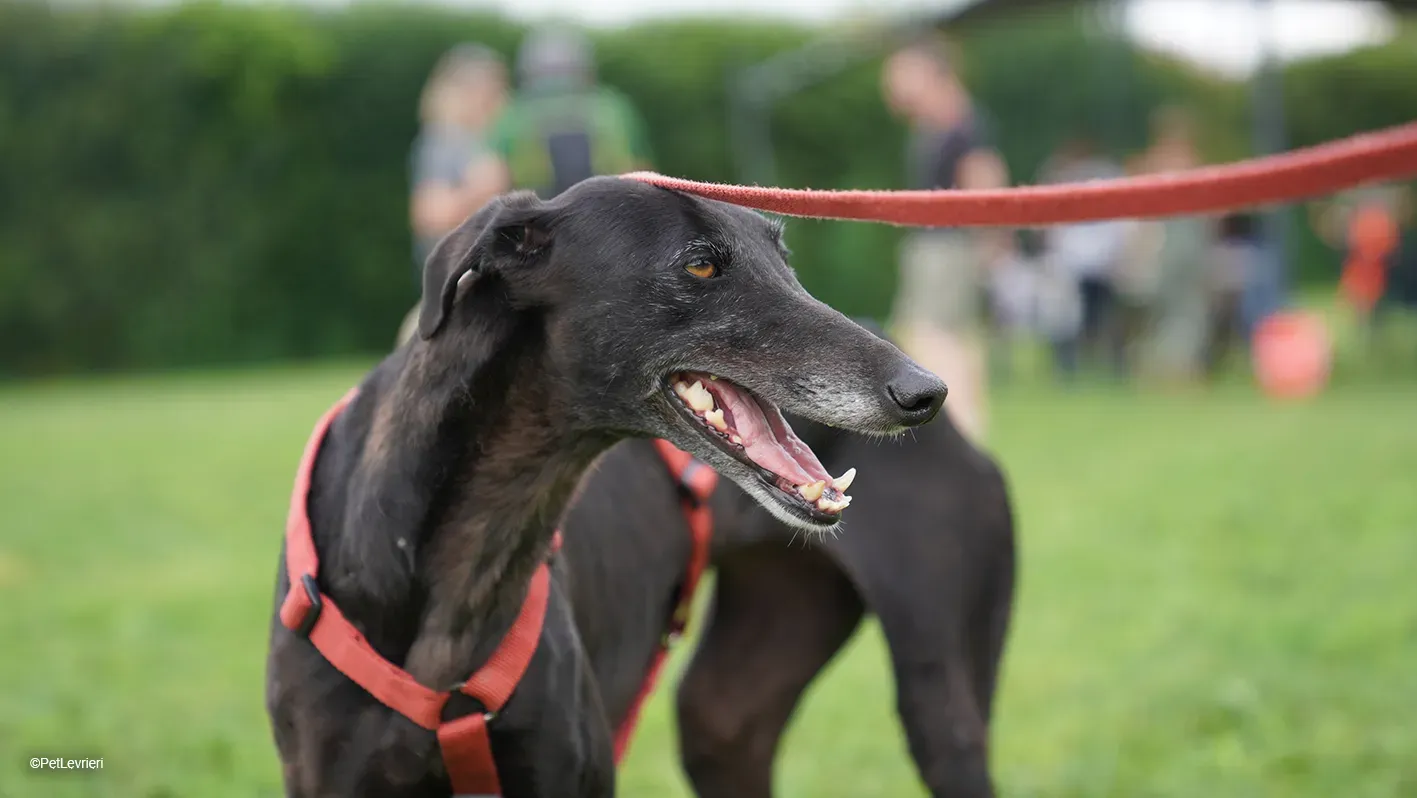 Desirèe galgo femmina dog blackdog arrivo 11